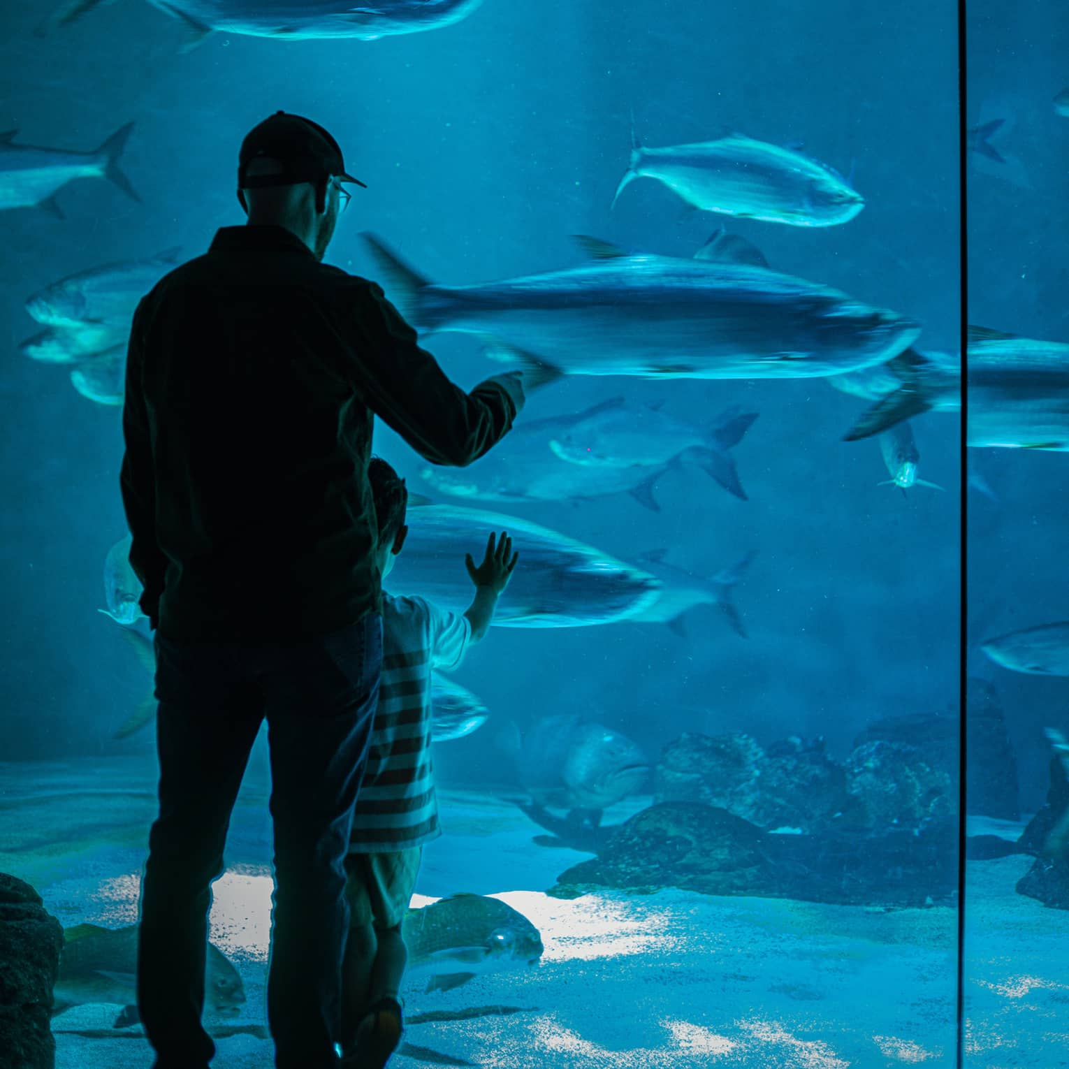 View from behind of an adult and child gazing at large fish in blue water through a floor-to-ceiling aquarium glass wall.