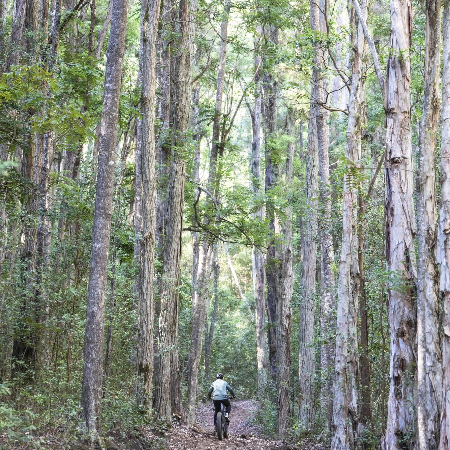Rear view of person riding a mountain bike on a hard-packed dirt trail bordered by towering trees and dense vegetation.