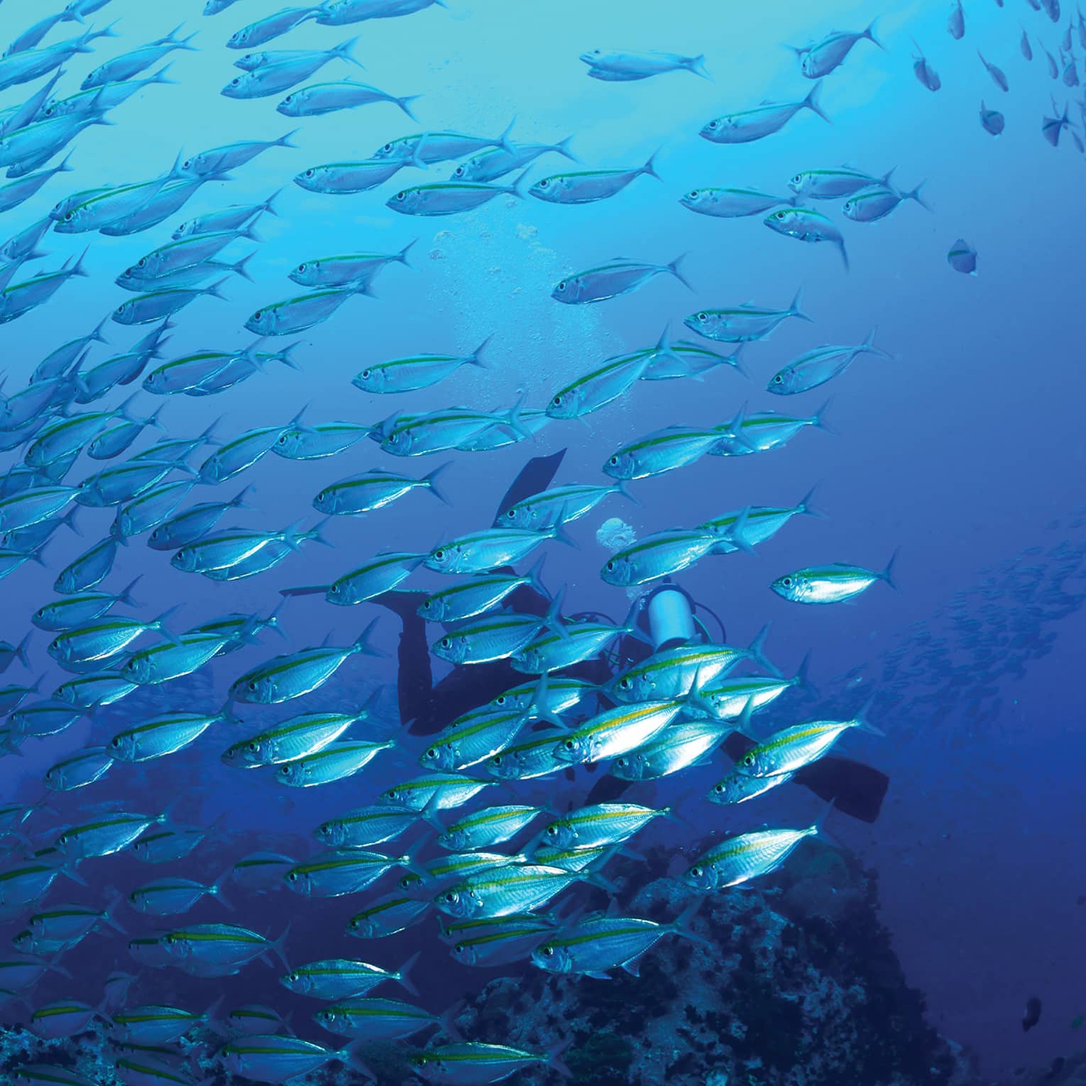A school of striped fish swimming near the ocean floor, a flippered scuba diver in their midst.