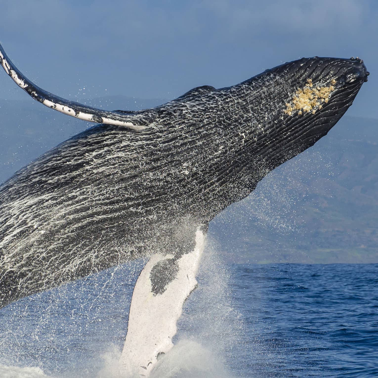 A humpback whale almost fully airborne as it breaches the ocean’s surface, a white veil of water spray falling from its body.