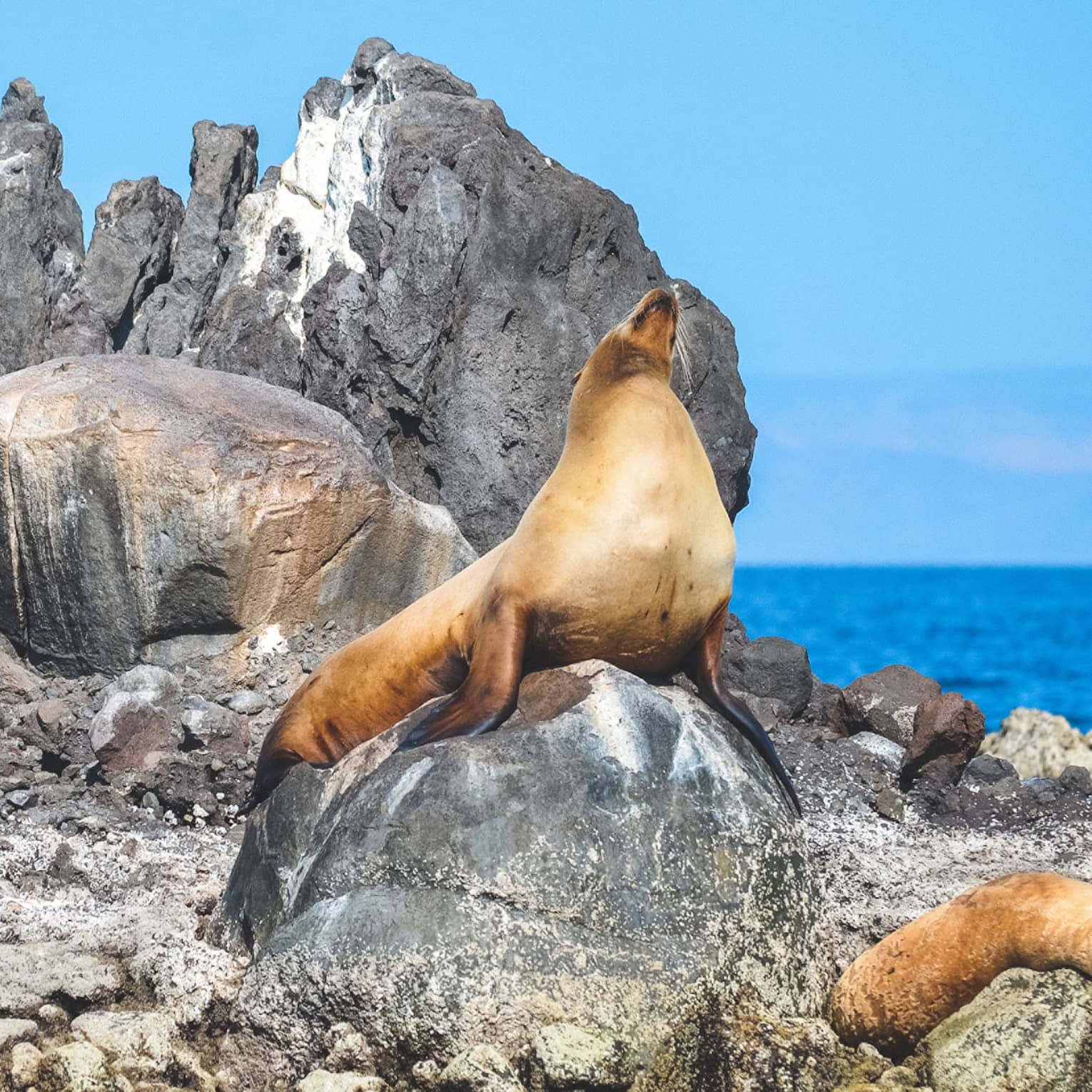 Three orange-hued seals sun themselves on a jagged, grey rock formation with the rippling blue ocean in the distance.