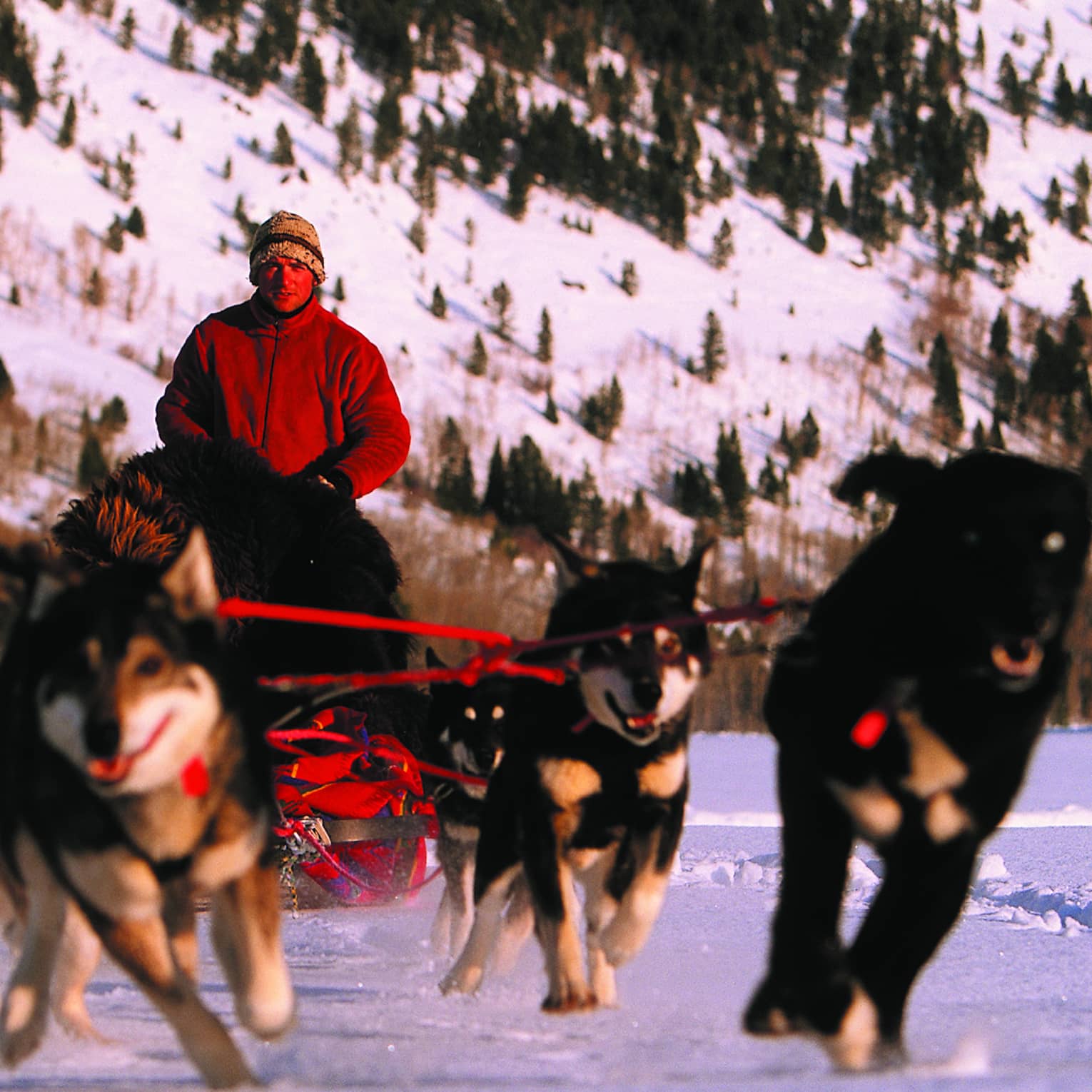 A group of dogs pulling a sled over the snow with a man in a red jacket in it