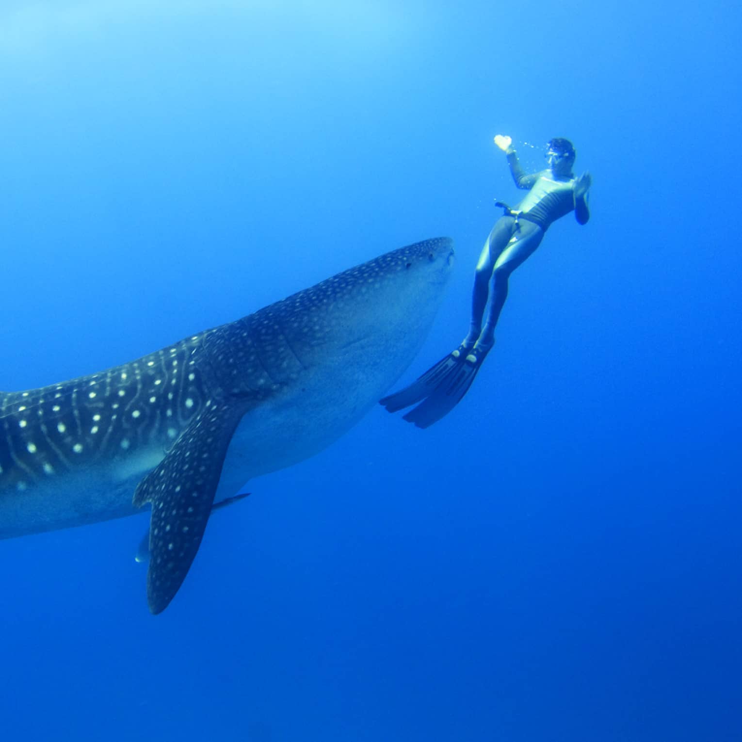 Two scuba divers swim around, film spotted whale shark underwater