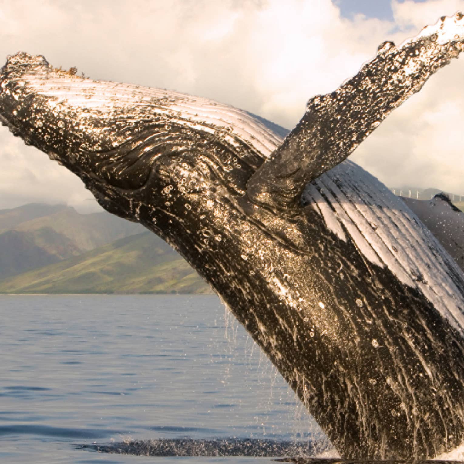 A humpback whale jumping out of the water