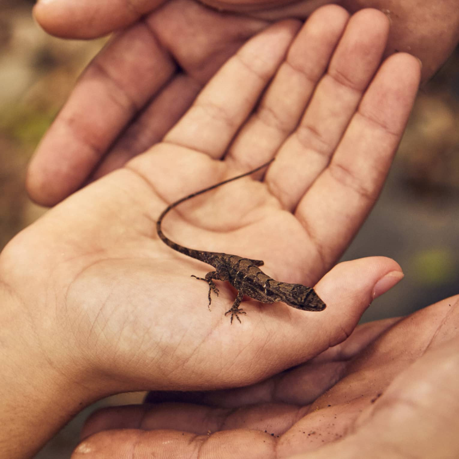 Close up of a small brown-and-black lizard being held in the palm of someones hand