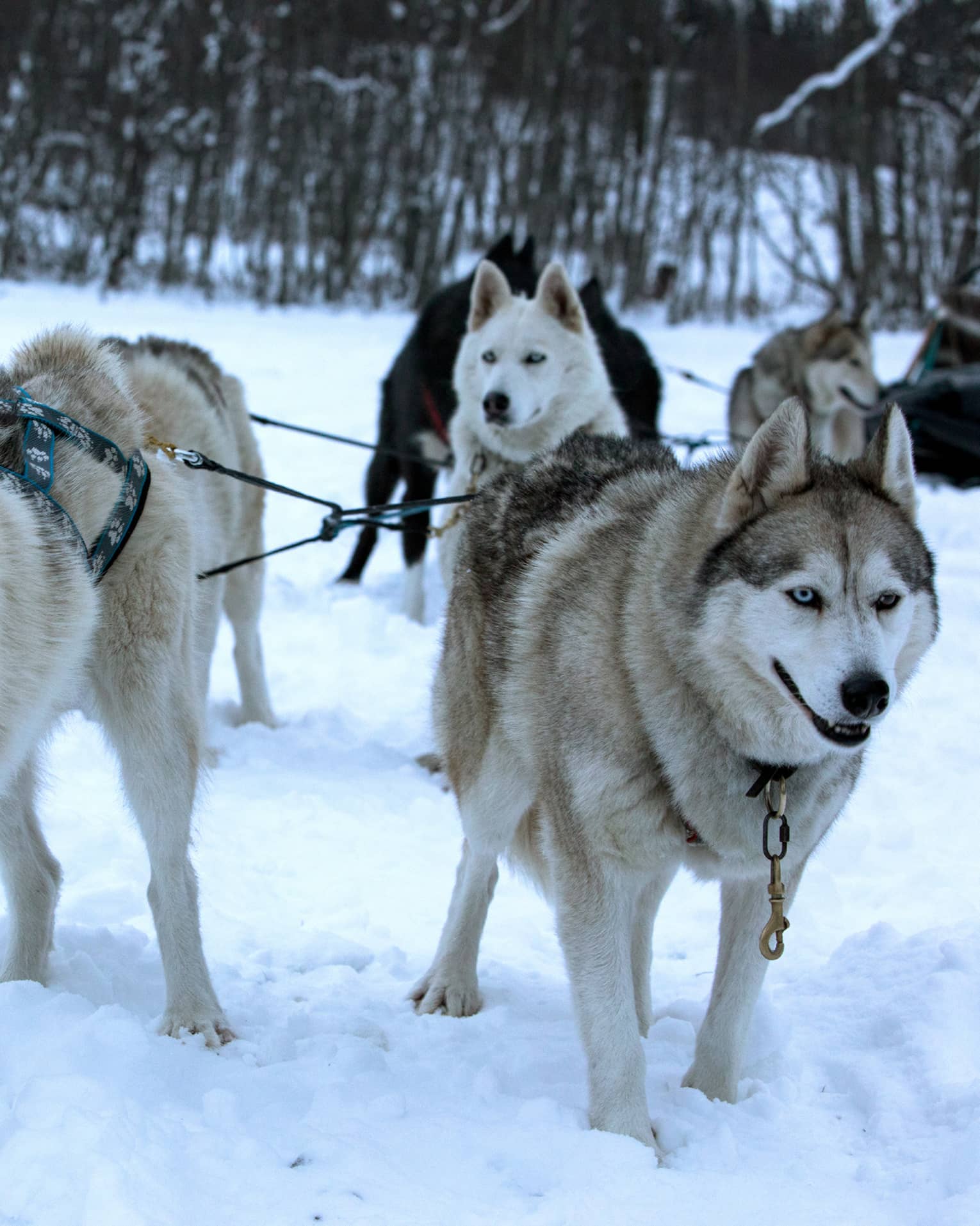 Pack of husky dogs in front of dog sled in snow