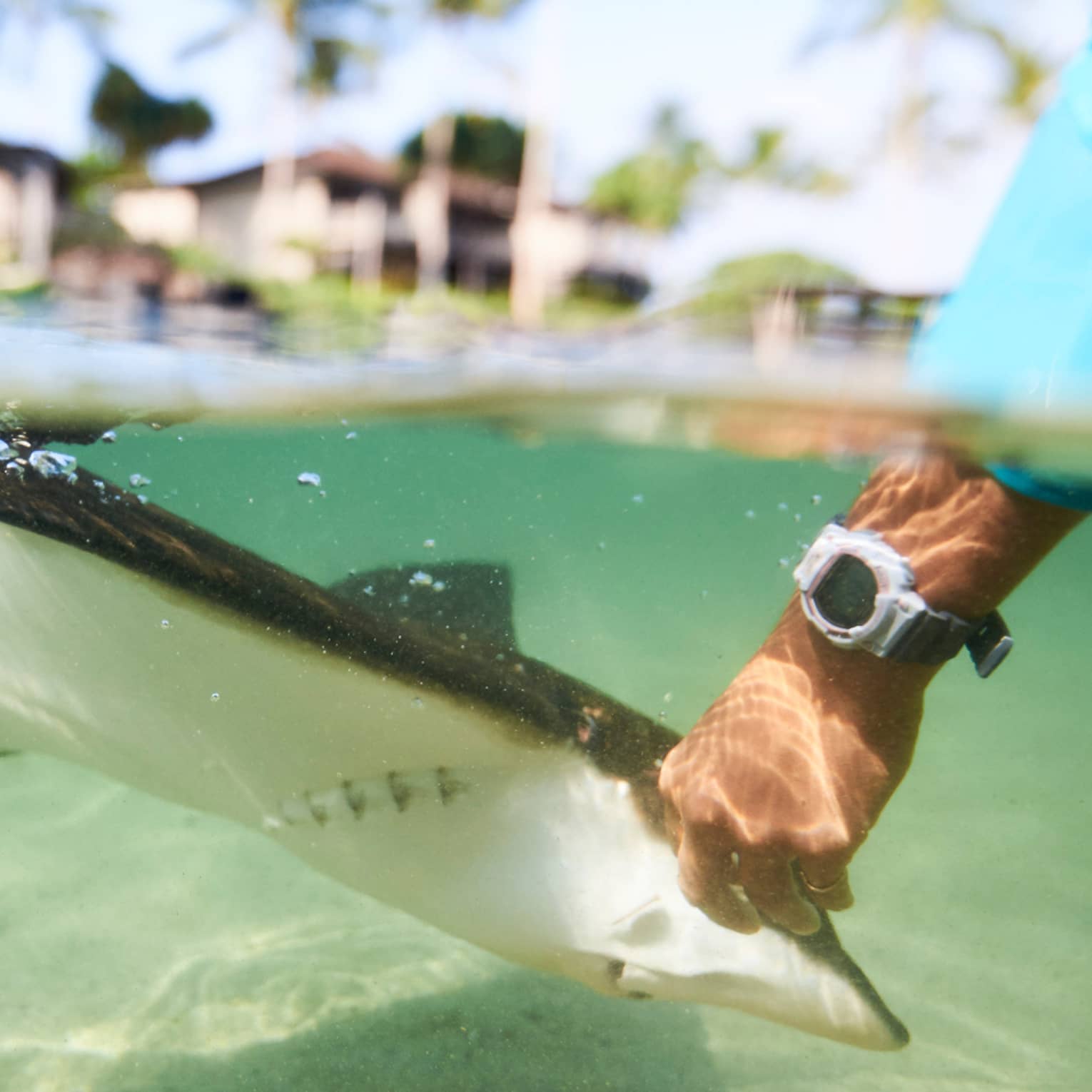 Underwater view of hand reaching down and touching stingray in lagoon