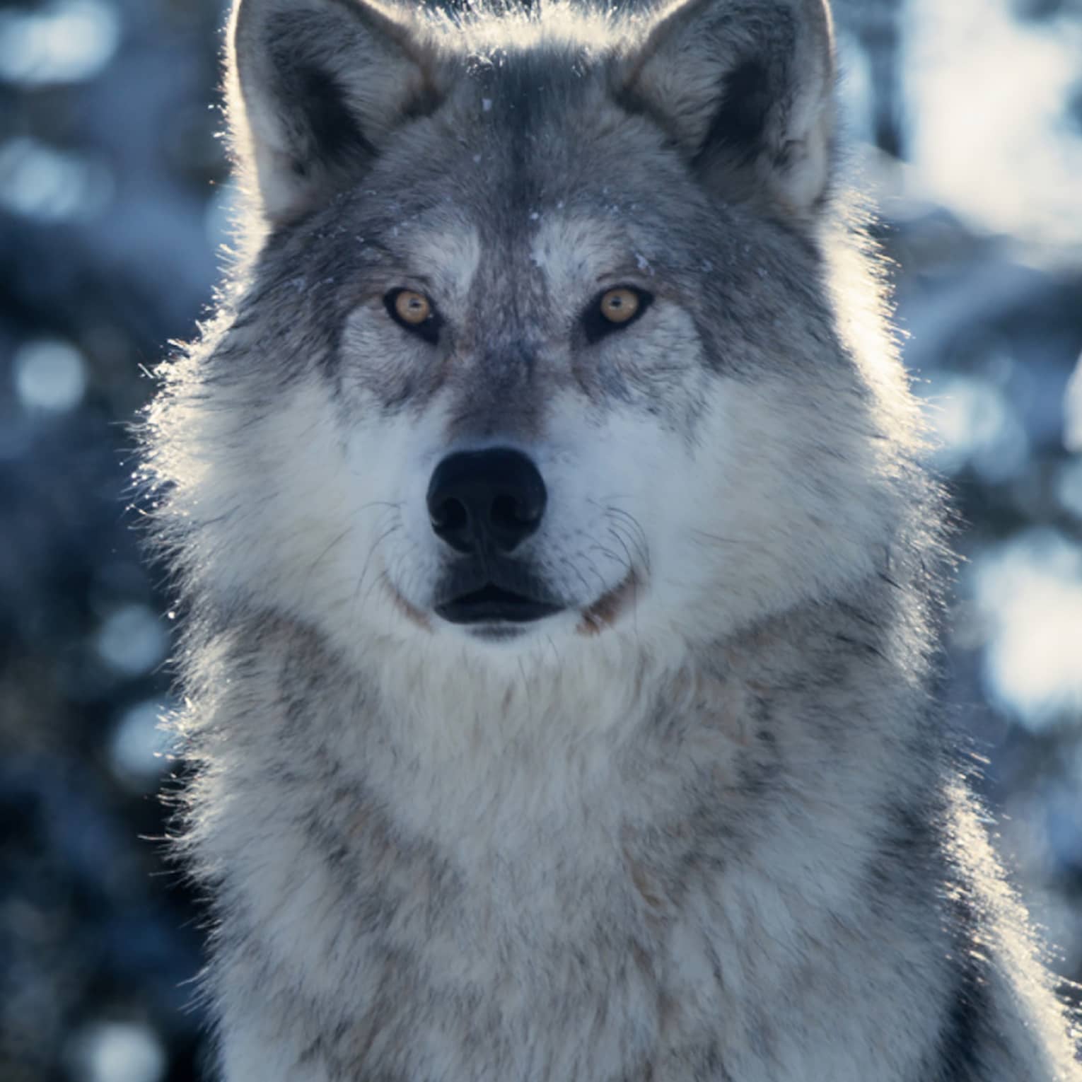 Gray and white wolf with snowy trees in the background.