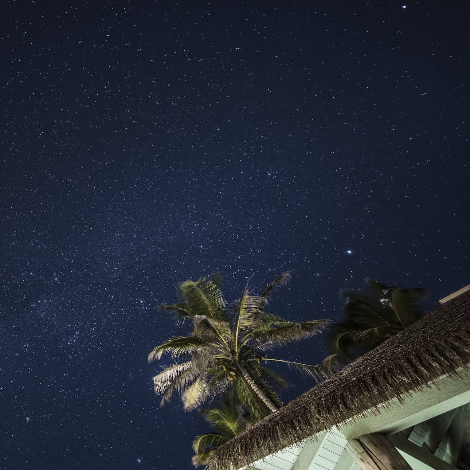 View above palm trees to dark sky filled with stars