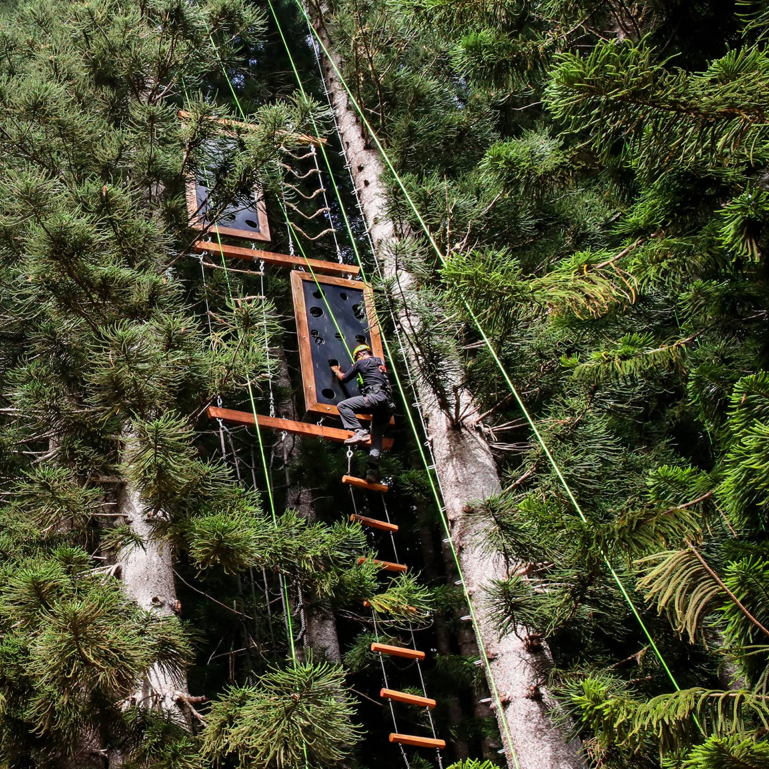View from below of a climber gripping a plank by an open handhold on a vertical obstacle course in a dense pine forest.