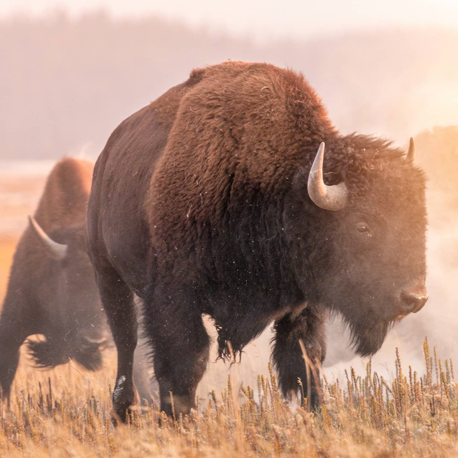 Two bison walking in a field.
