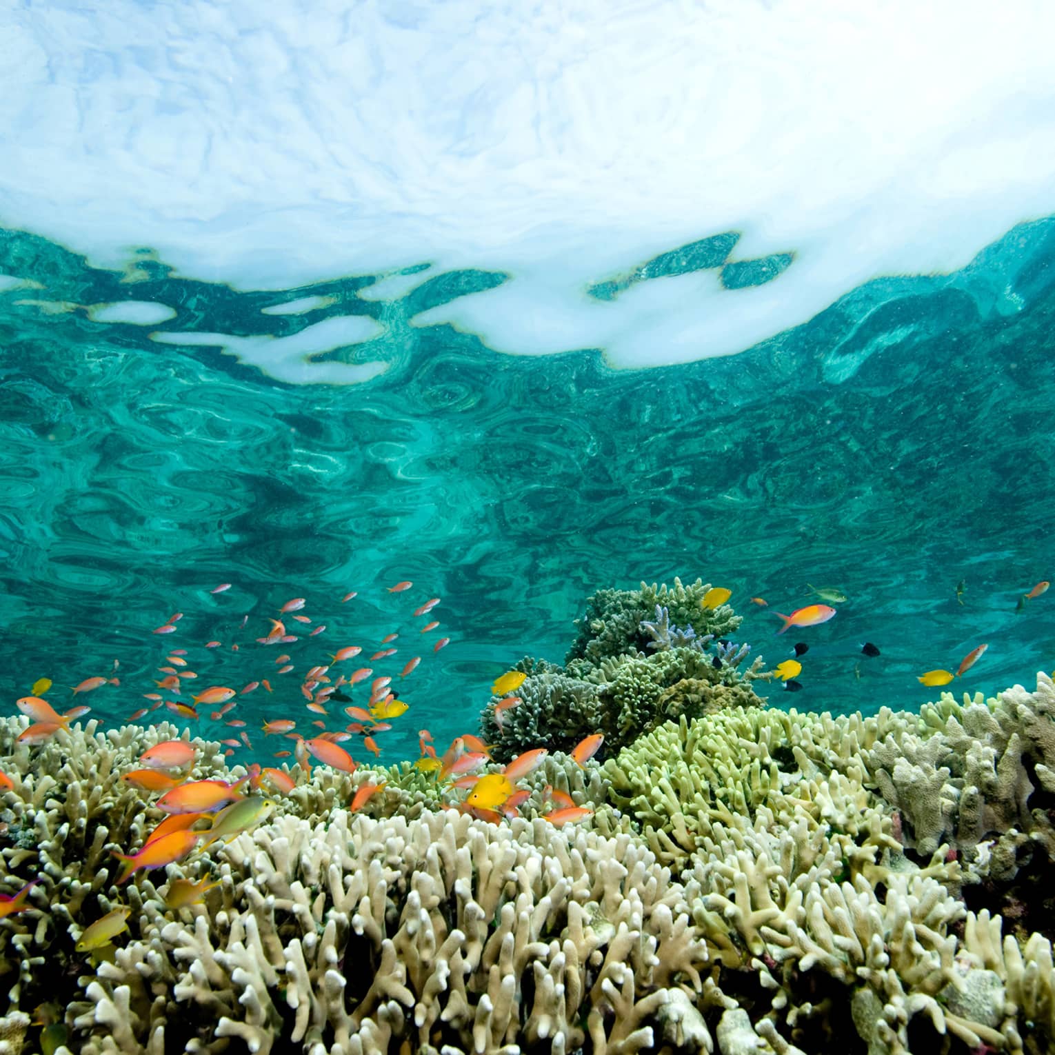 Wide-lens upward view from underwater of a school of small, brightly-coloured fish swimming above a reef of tentacled corals.