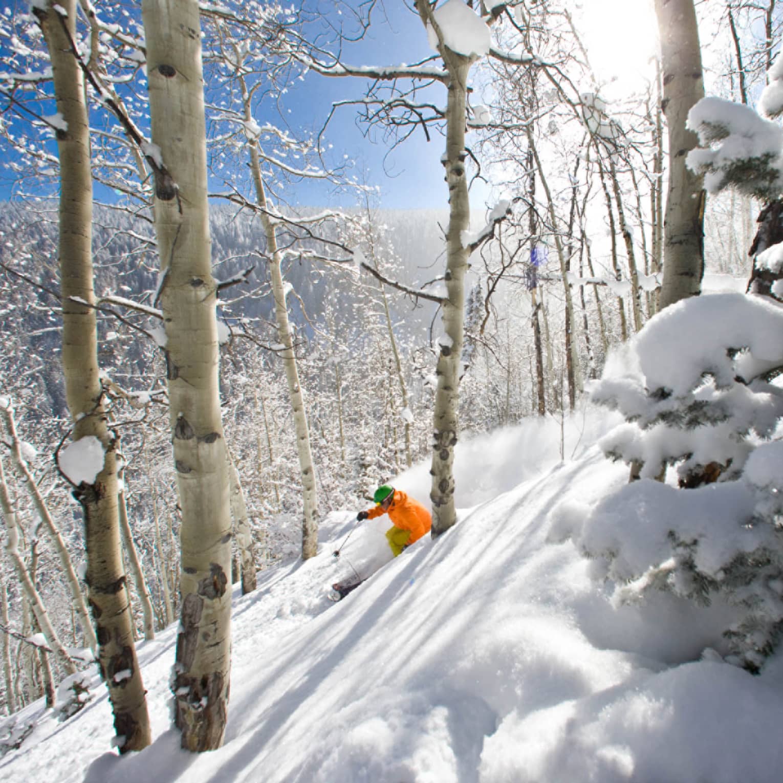 Snowboarder in orange jacket glides down snowy hill between birch trees on sunny day