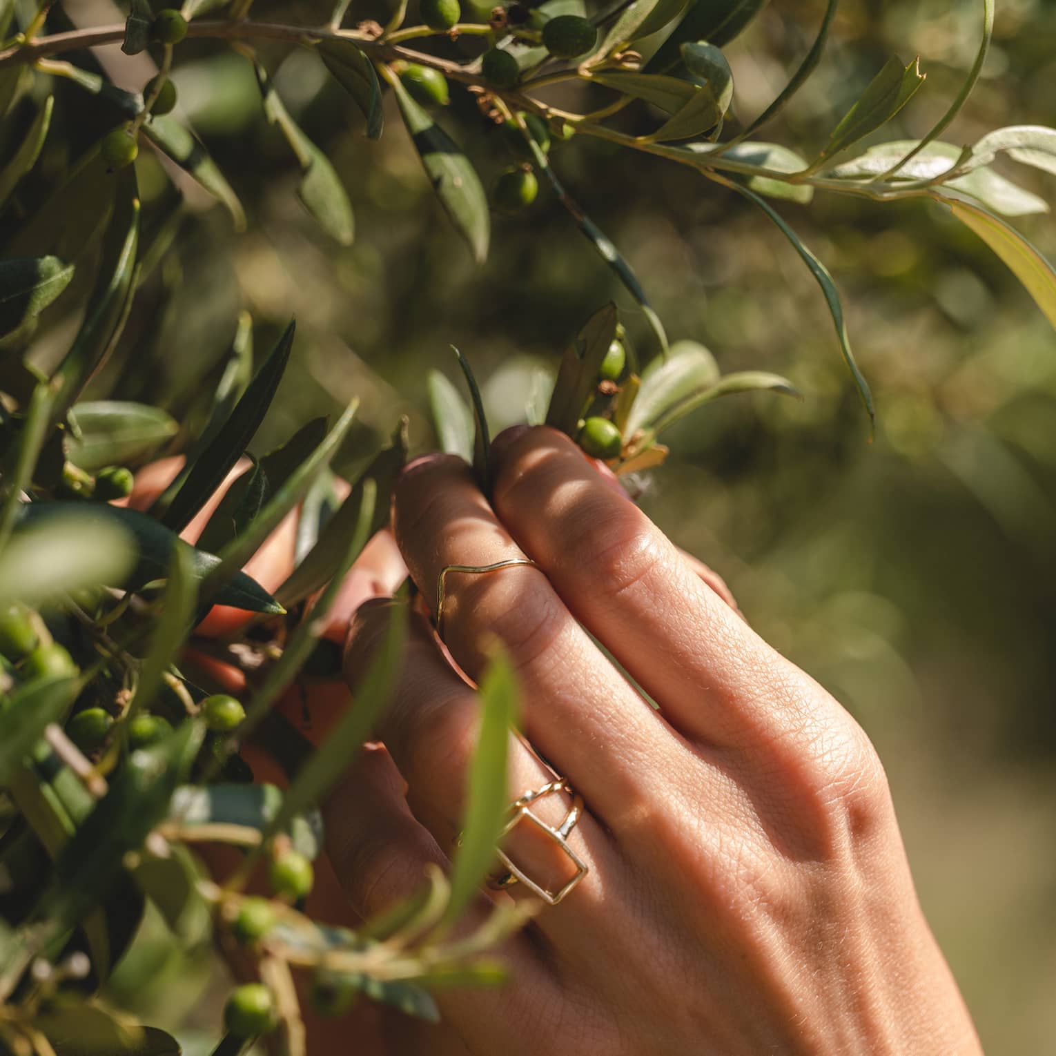 Extreme close-up of sunlit hands picking green olives from the dense foliage and oblong leaves of an olive tree.
