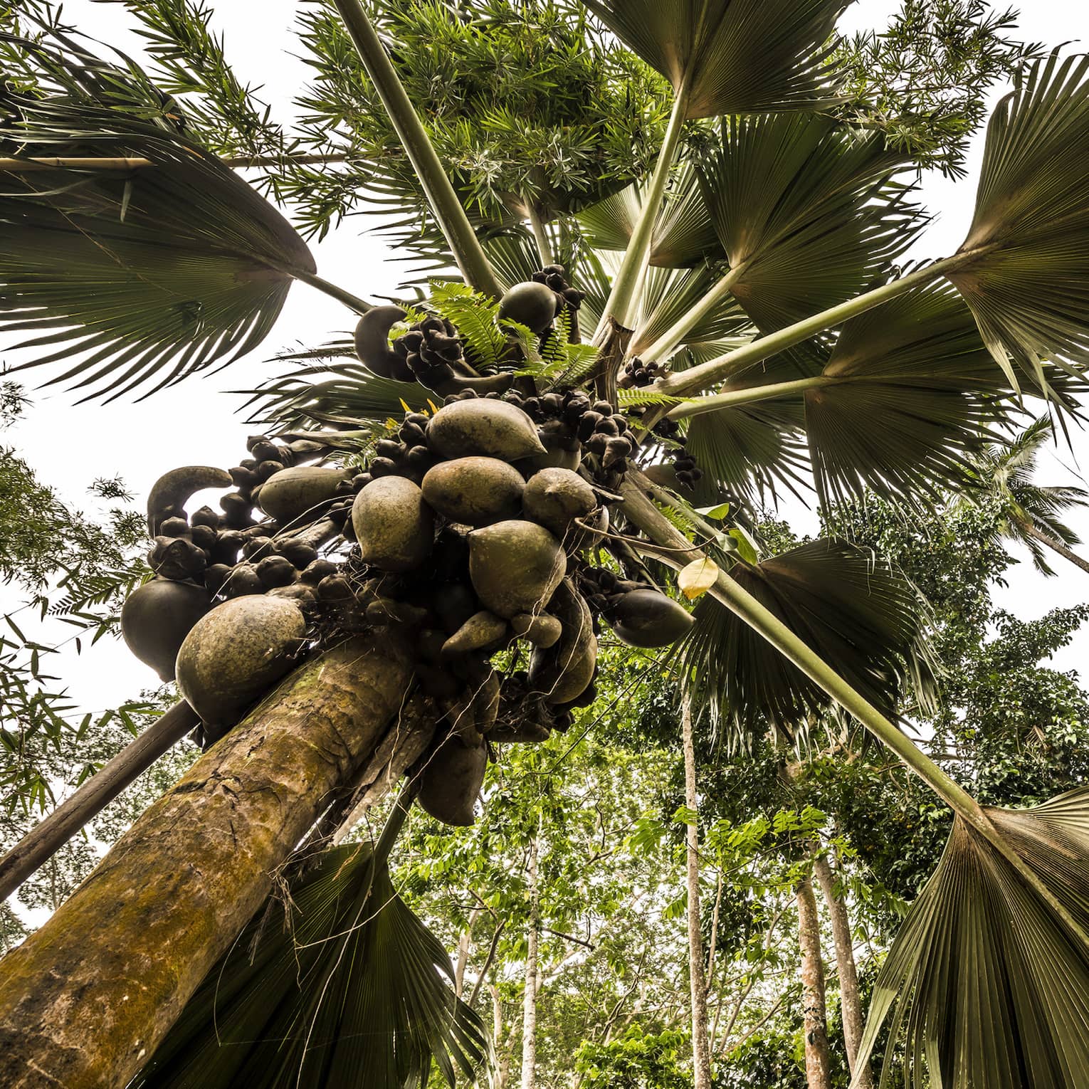 Worm’s-eye view of a grove of lush coconut trees, giant palm fronds forming a canopy over their slender, fruit-laden trunks.