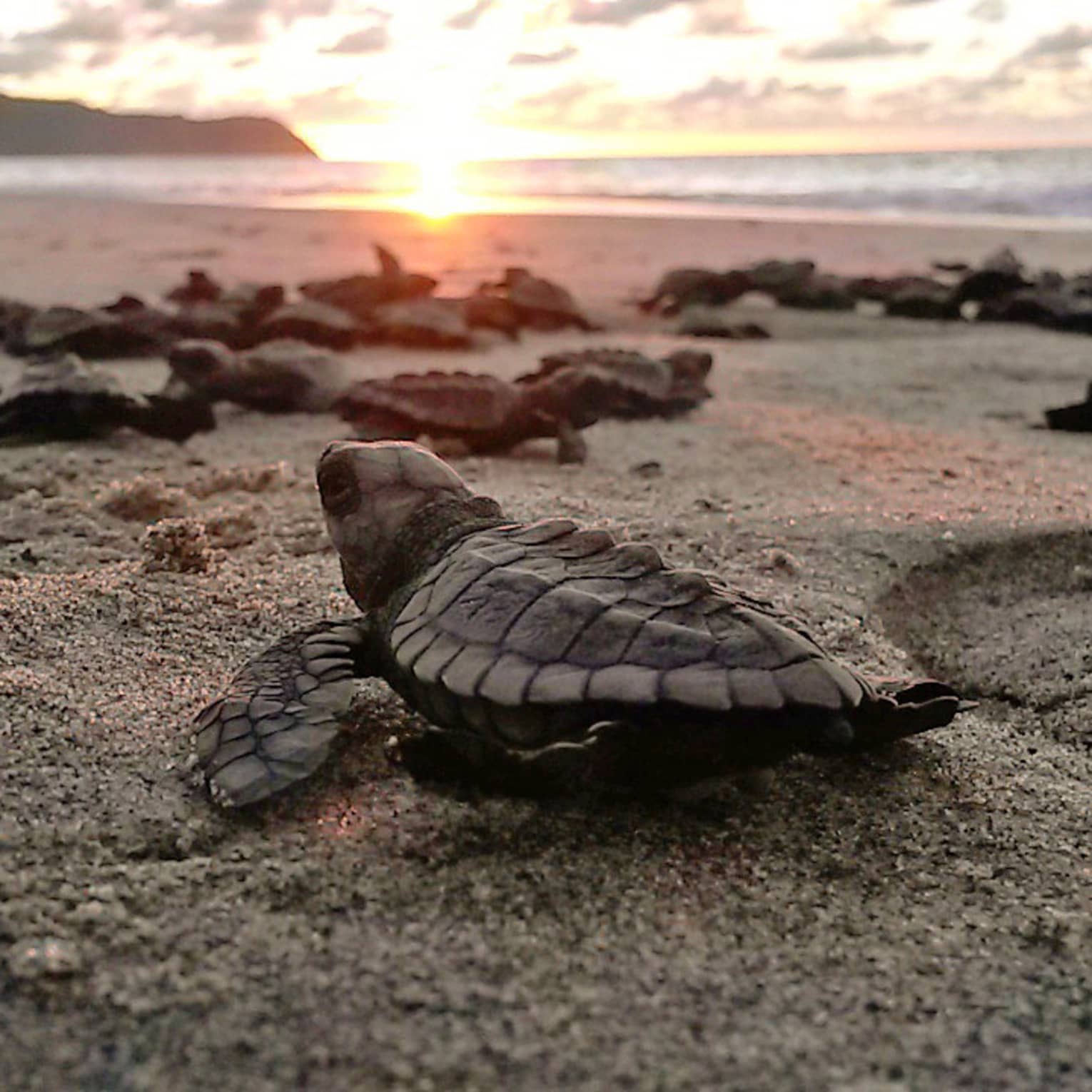 This image depicts a group of baby sea turtles moving on a beach with the sun in the distance, and is connected to ESG and sustainability