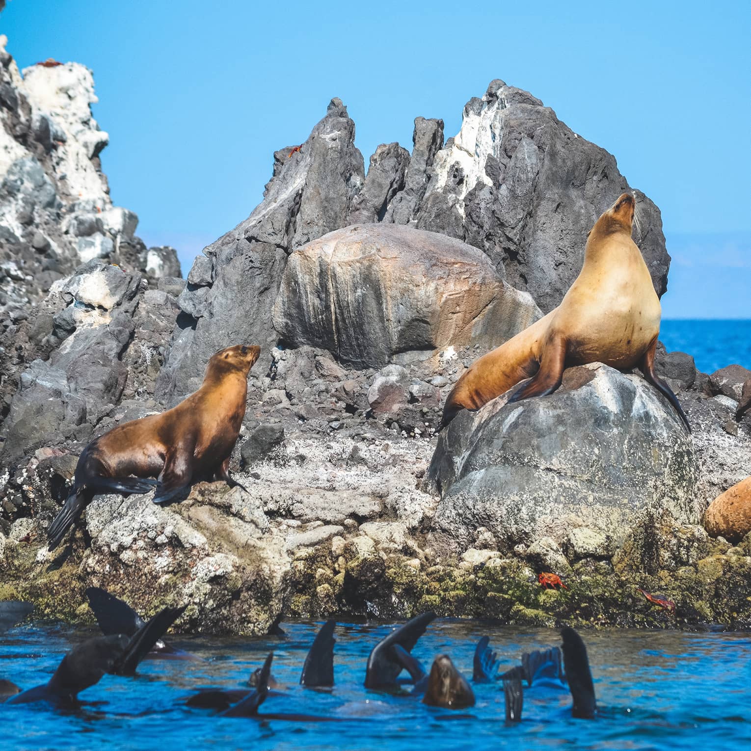 Three orange-hued seals sun themselves on a jagged, grey rock formation with the rippling blue ocean in the distance.