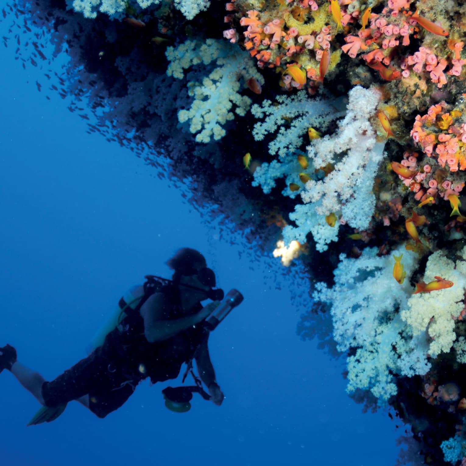 Scuba diver swims underwater next to colourful coral reef