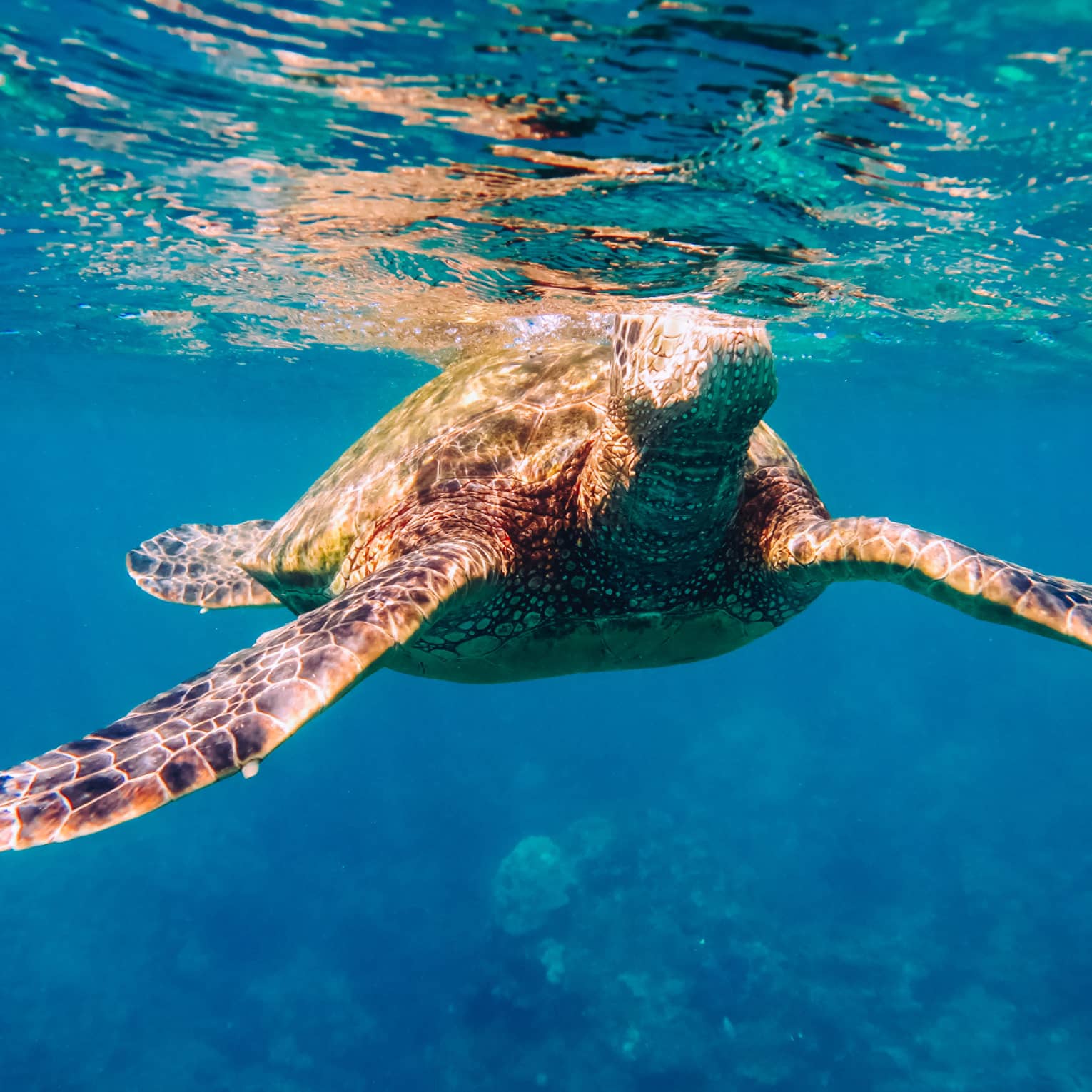 Sea turtle swims underwater