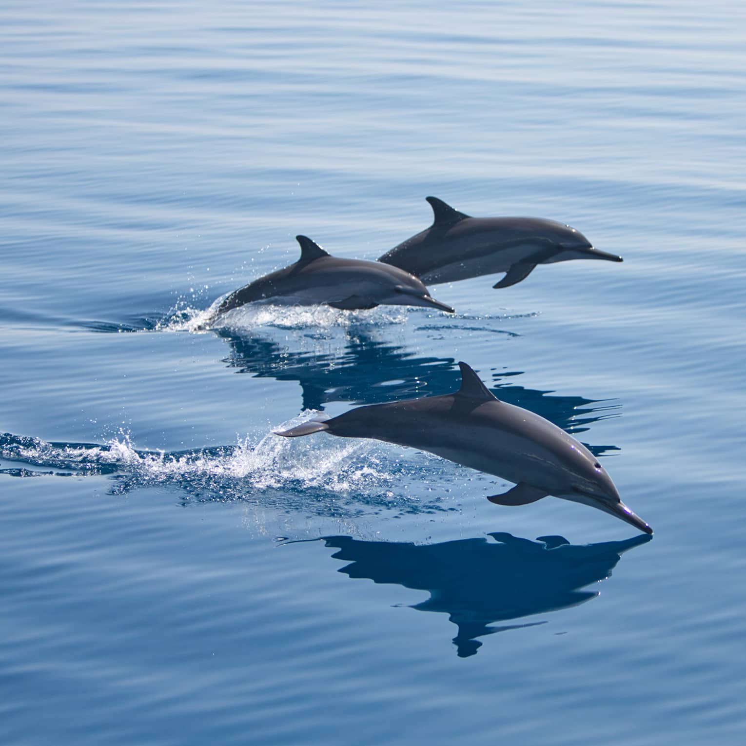 Three bottlenose dolphins, mid-jump, break through the surface of the otherwise calm water