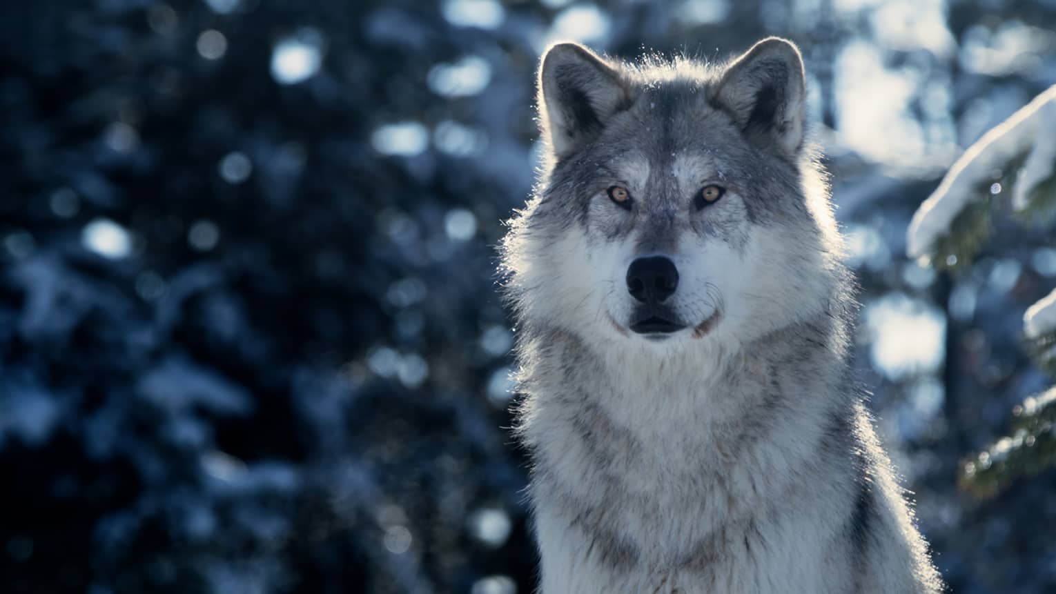 Gray and white wolf with snowy trees in the background.