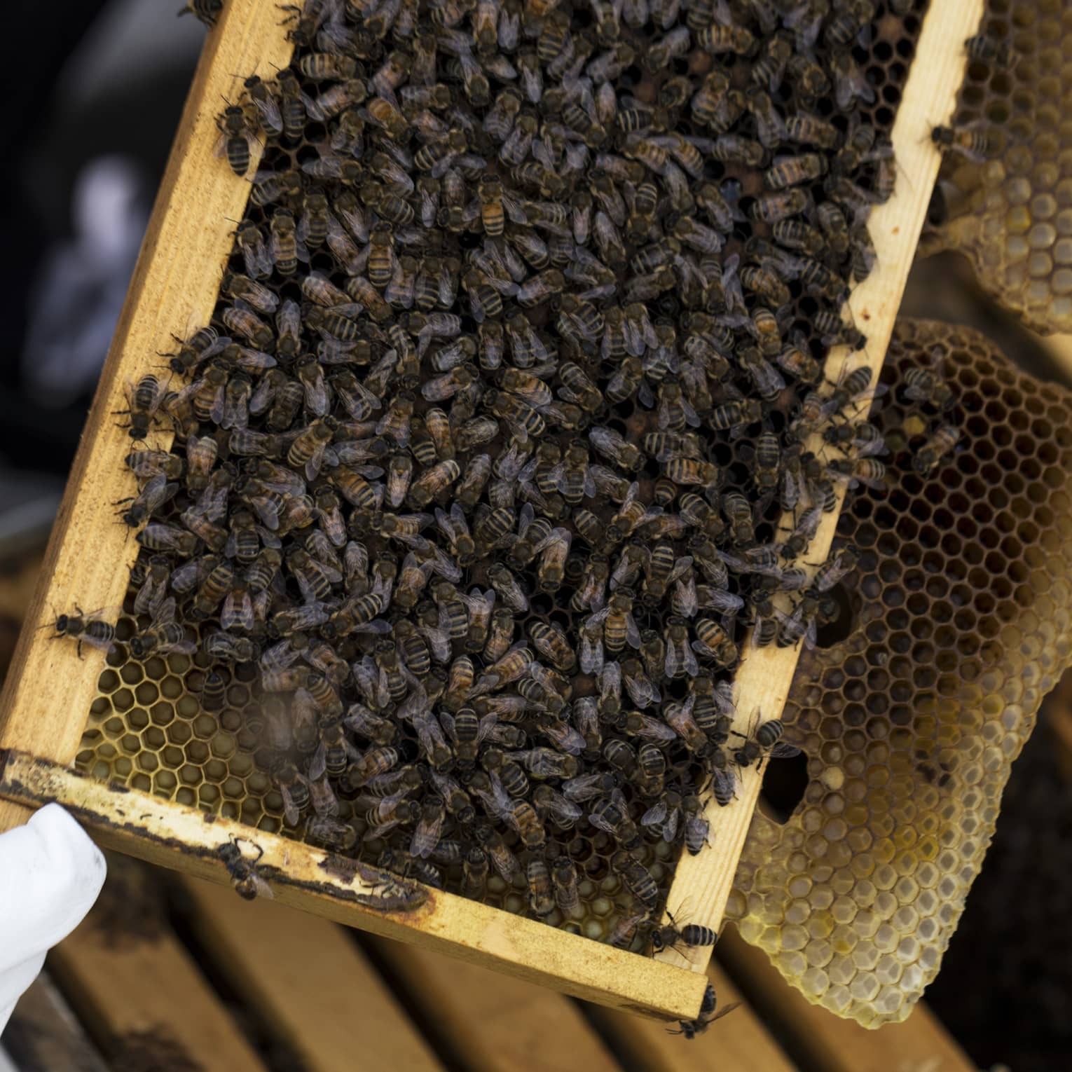 A cluster of honey bees on a honey comb built into a wooden frame that was taken out of a hive box by a gloved beekeeper.