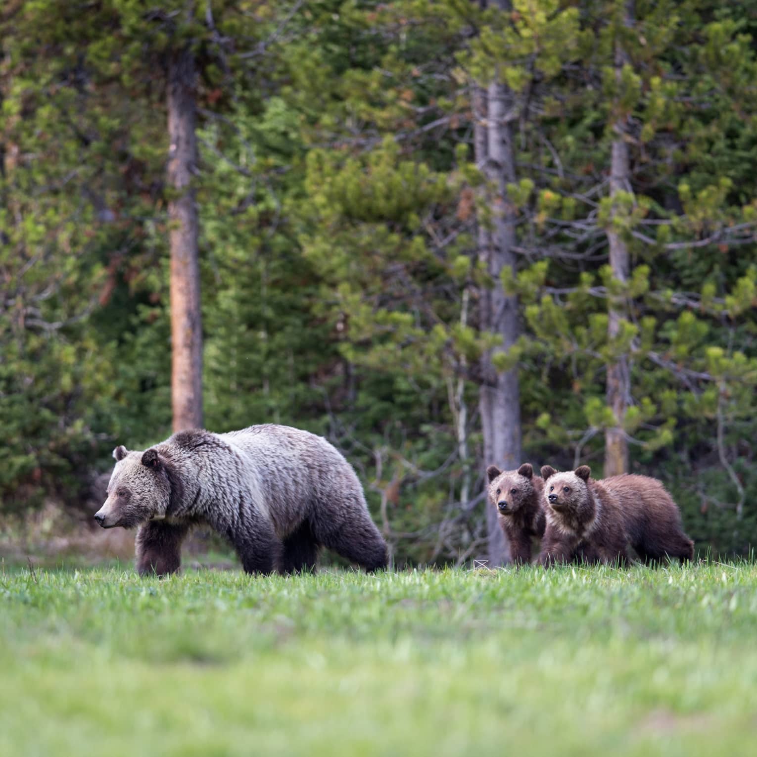 A mother grizzly bear and her three cubs emerge from the treeline of a forest to walk across a grassy clearing.