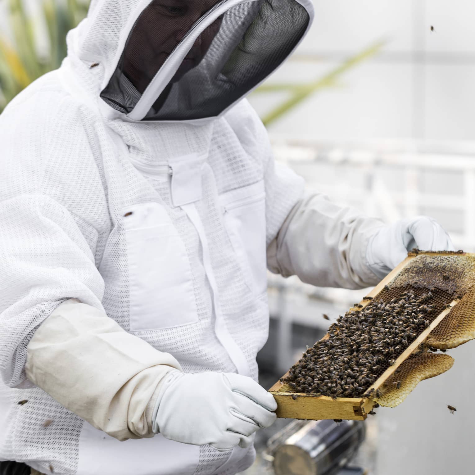 A bee keeper holding a hive of bees