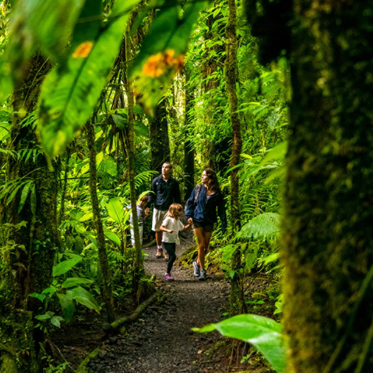 Young family of four hike through forest trail under lush canopy of tropical trees