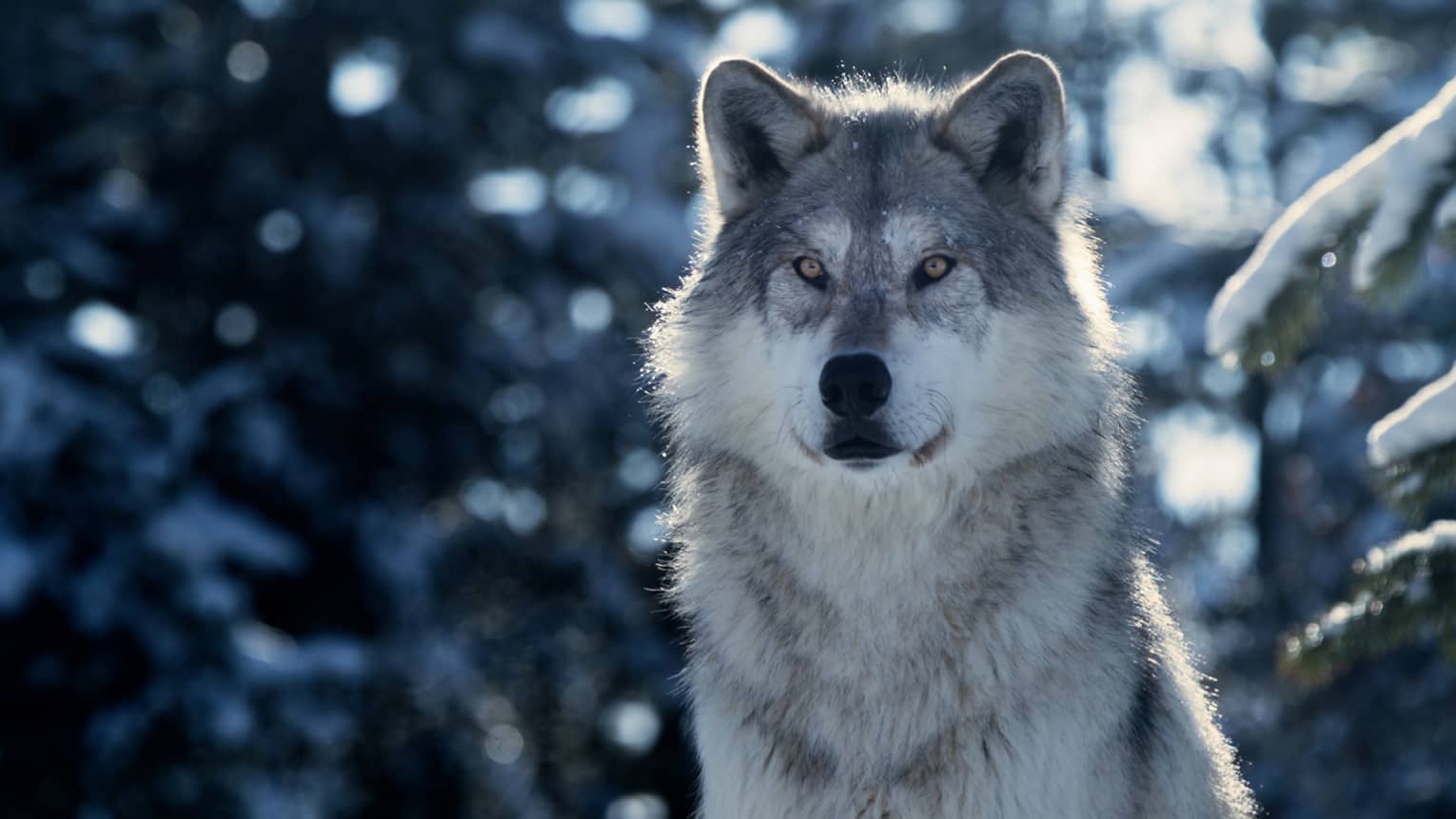 Gray and white wolf with snowy trees in the background.