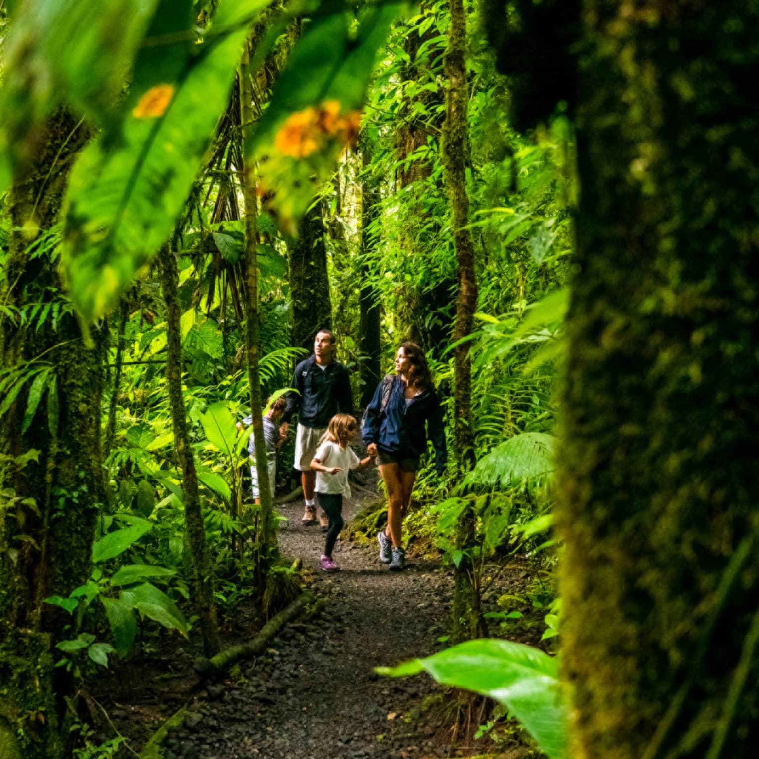 Young family of four hike through forest trail under lush canopy of tropical trees