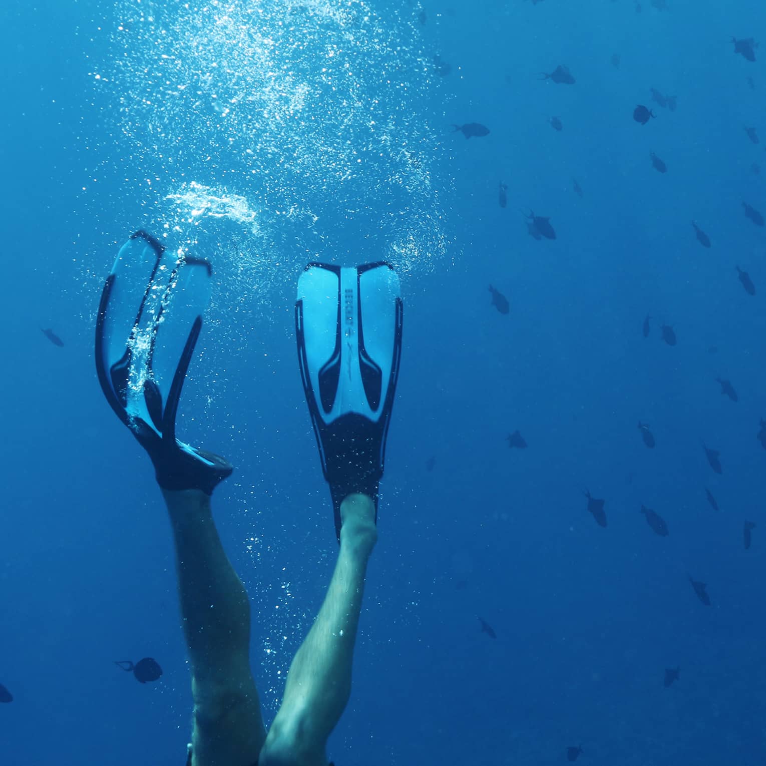 Underwater view of man diving with fins on feet near fish, lagoon shark