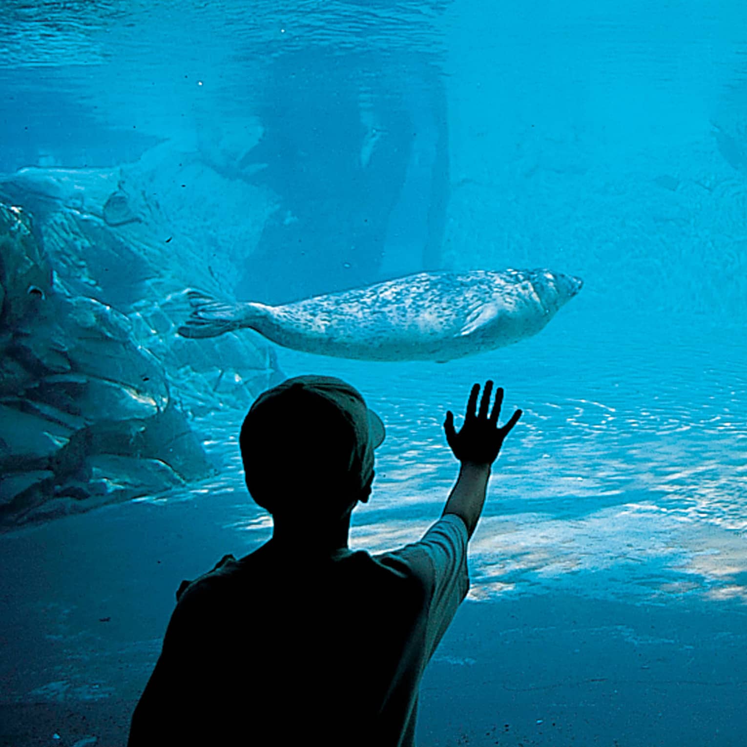 Seal swims underwater in aquarium, silhouette of child with hand against glass