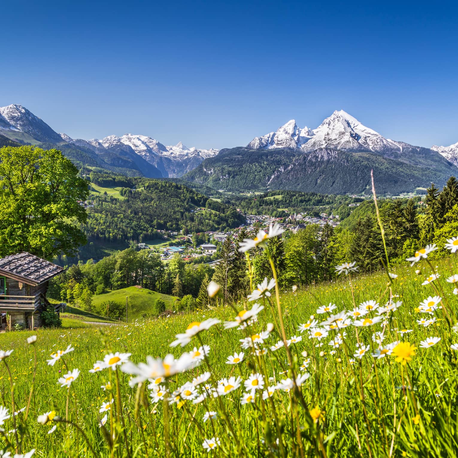 Field of wildflowers