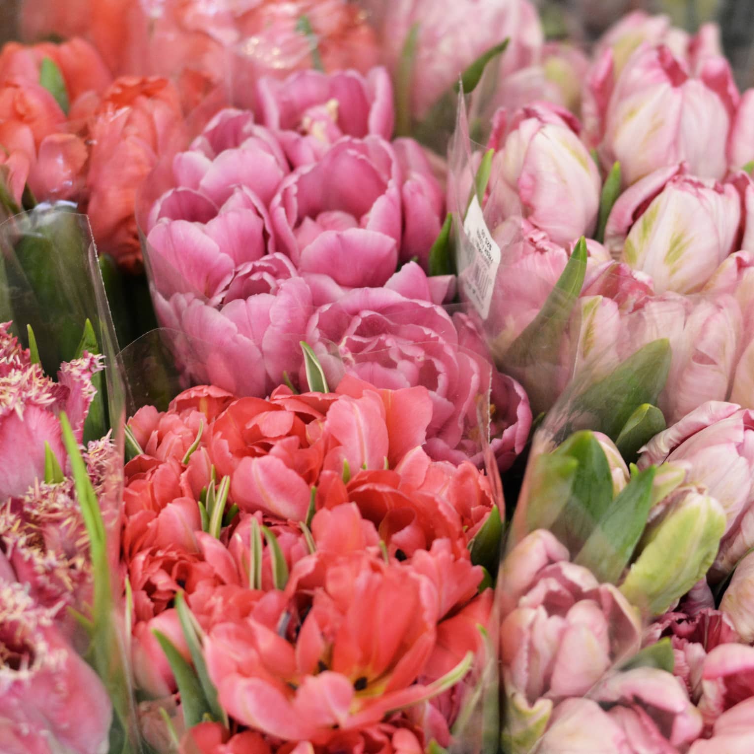 Several bouquets of pink flowers.