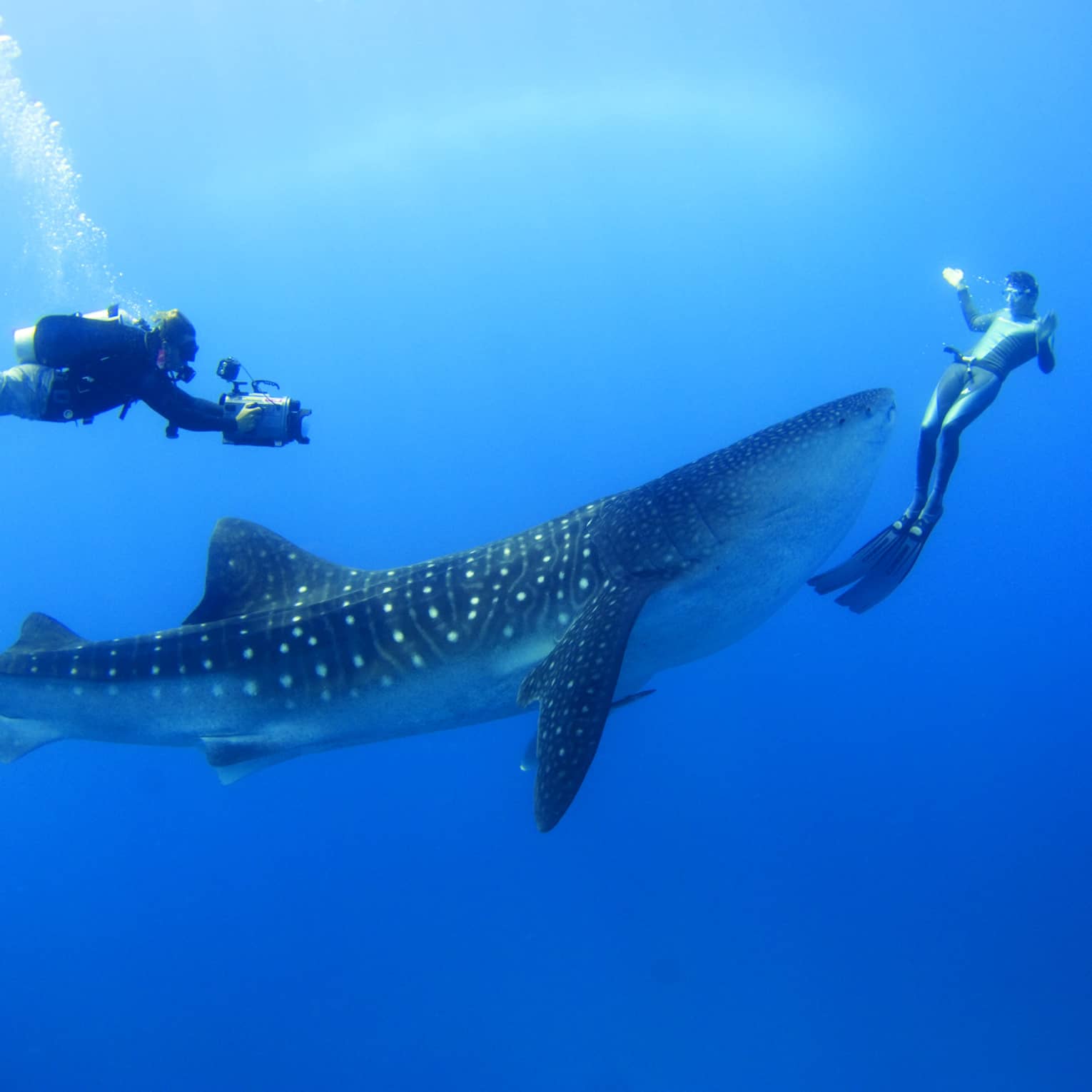Two scuba divers swim around, film spotted whale shark underwater