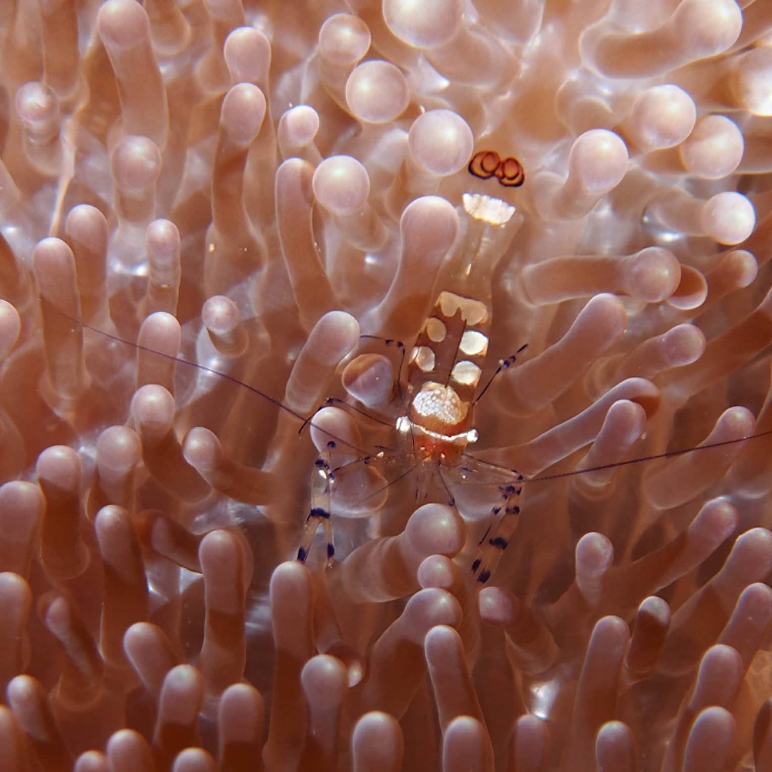 Closeup of peach-orange transparent sea anemone with countless delicate tentacles, a transparent shrimp camouflaged within.