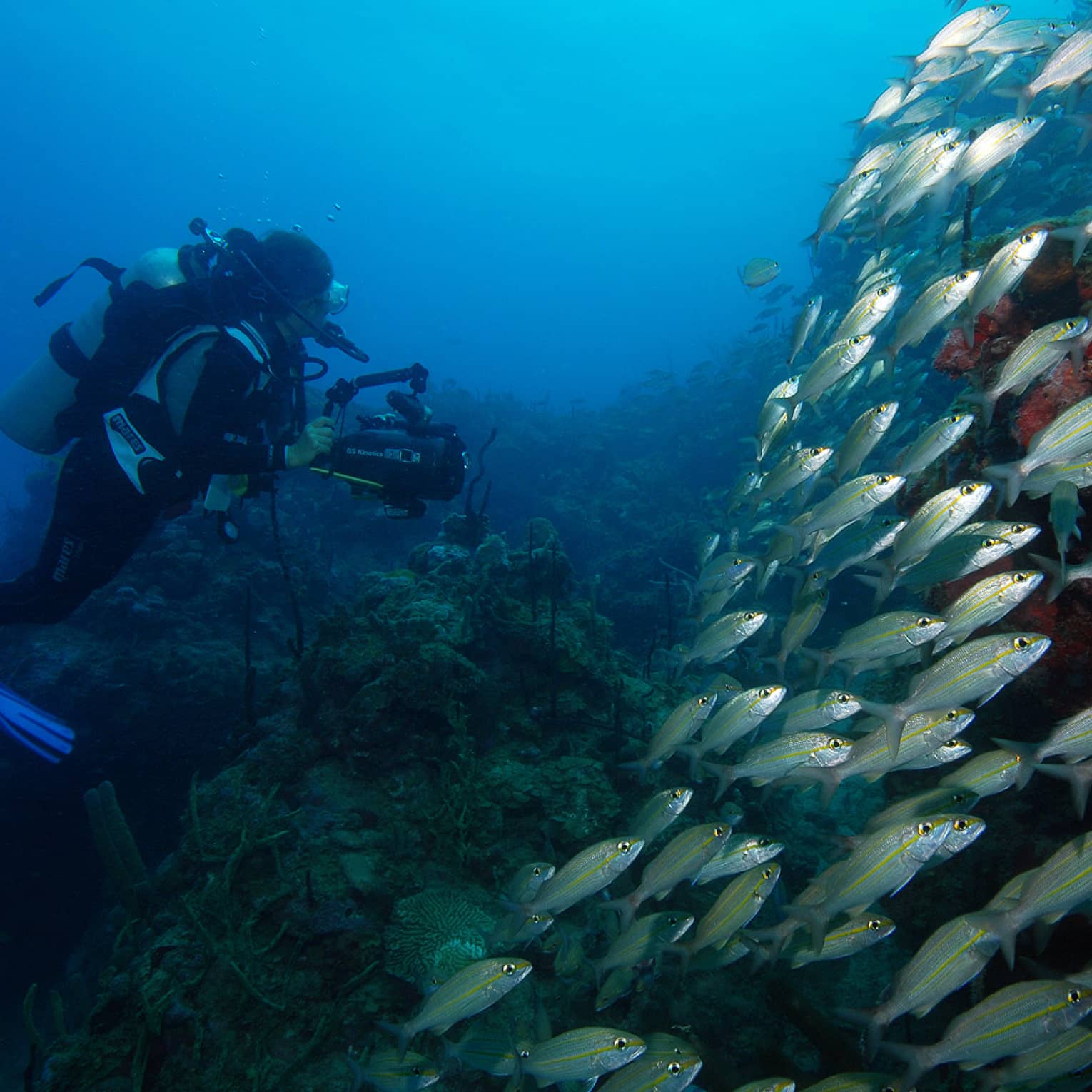 Scuba diver underwater by large school of tropical fish