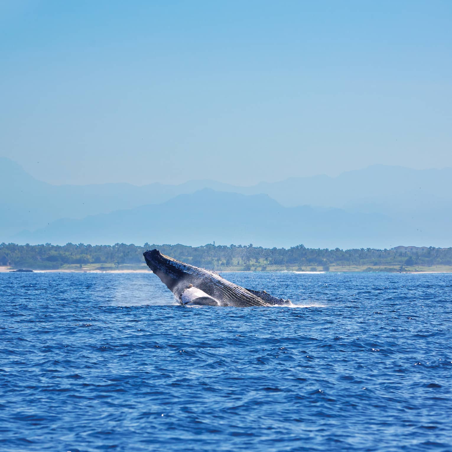 Whale jumping from water on ocean