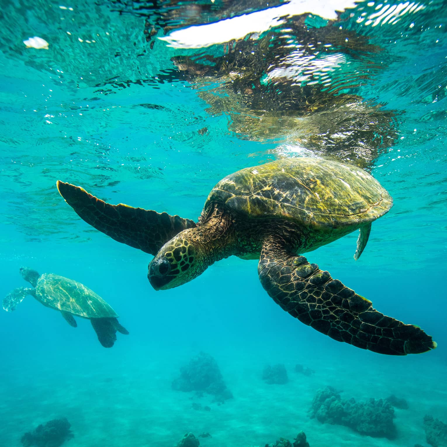Sea Turtles swimming underwater in Hawaii