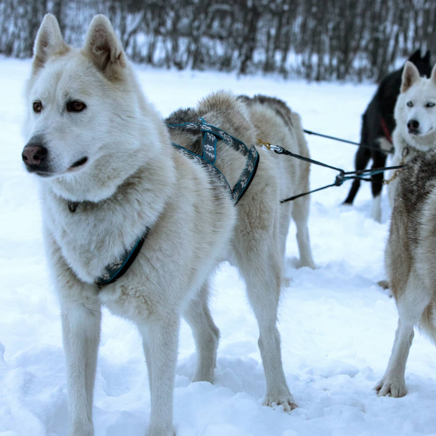 Pack of husky dogs in front of dog sled in snow