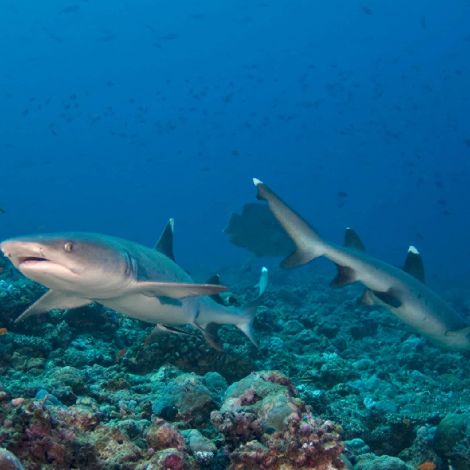 Two sharks swimming in the ocean with coral reefs at the bottom.