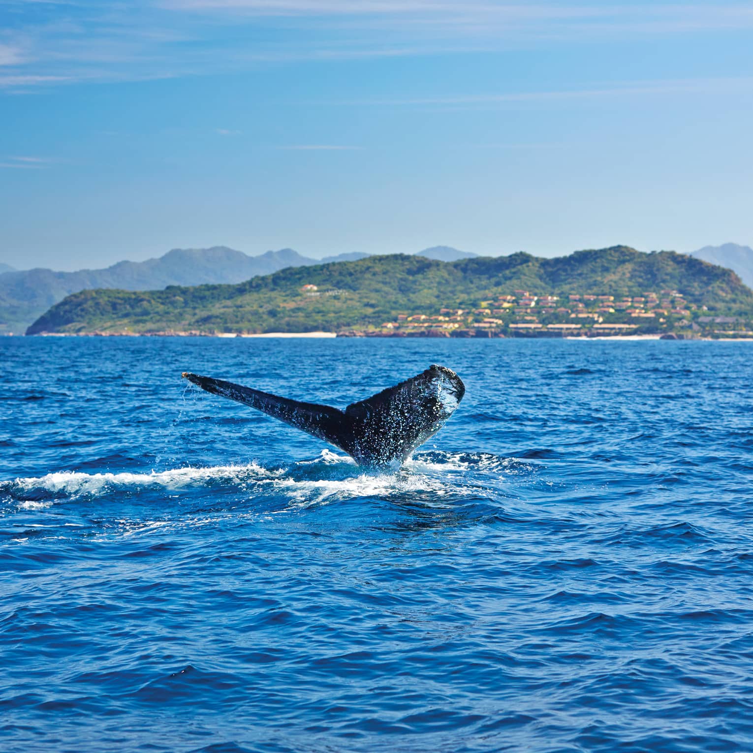 Humpback whale's tail cuts through water on ocean, green shores in background