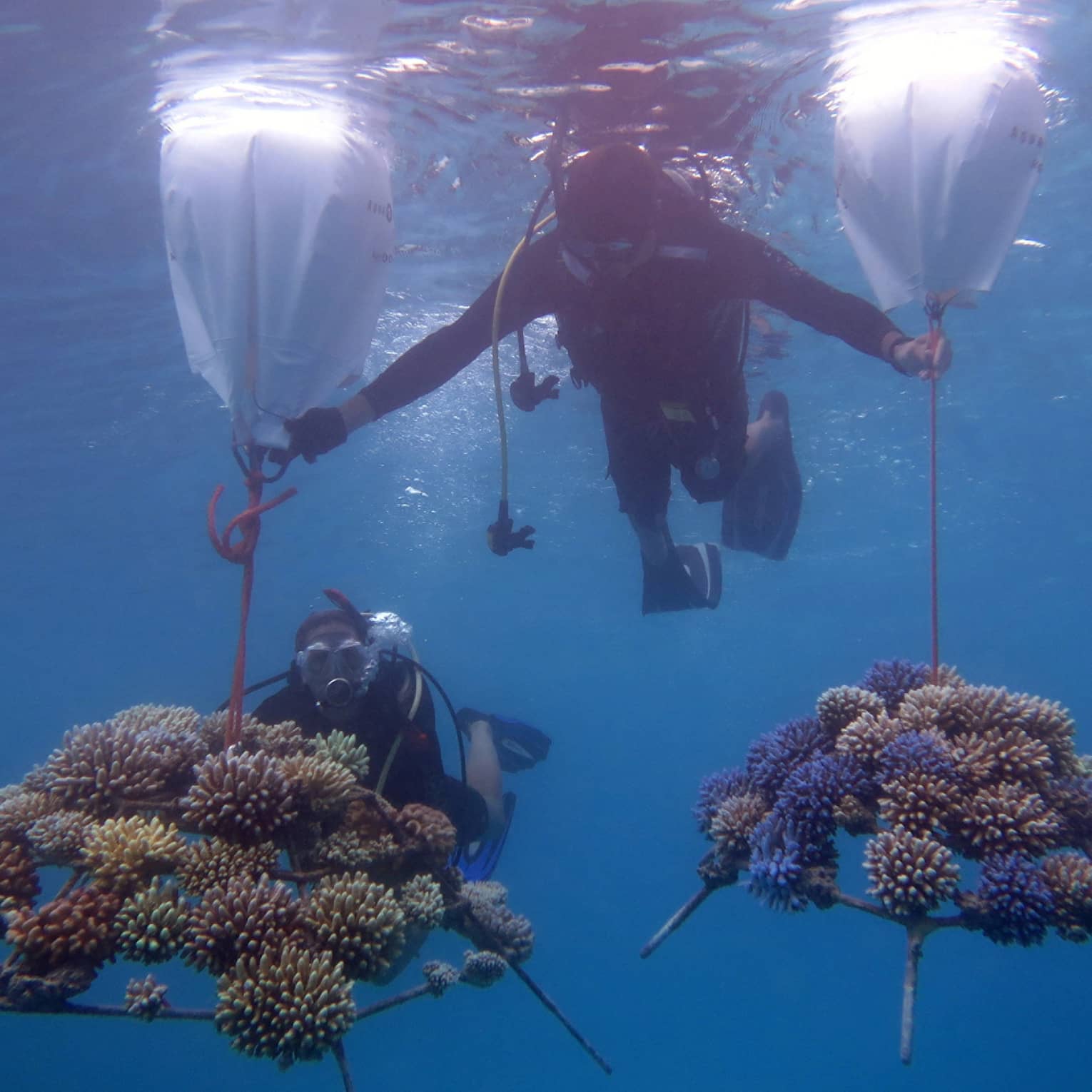This image depicts two scuba divers in the waters near Four Seasons Resort Maldives at Kuda Huraa, transporting pieces of coral embedded onto coral frames. This image connects to ESG and preserving biodiversity at Four Seasons.