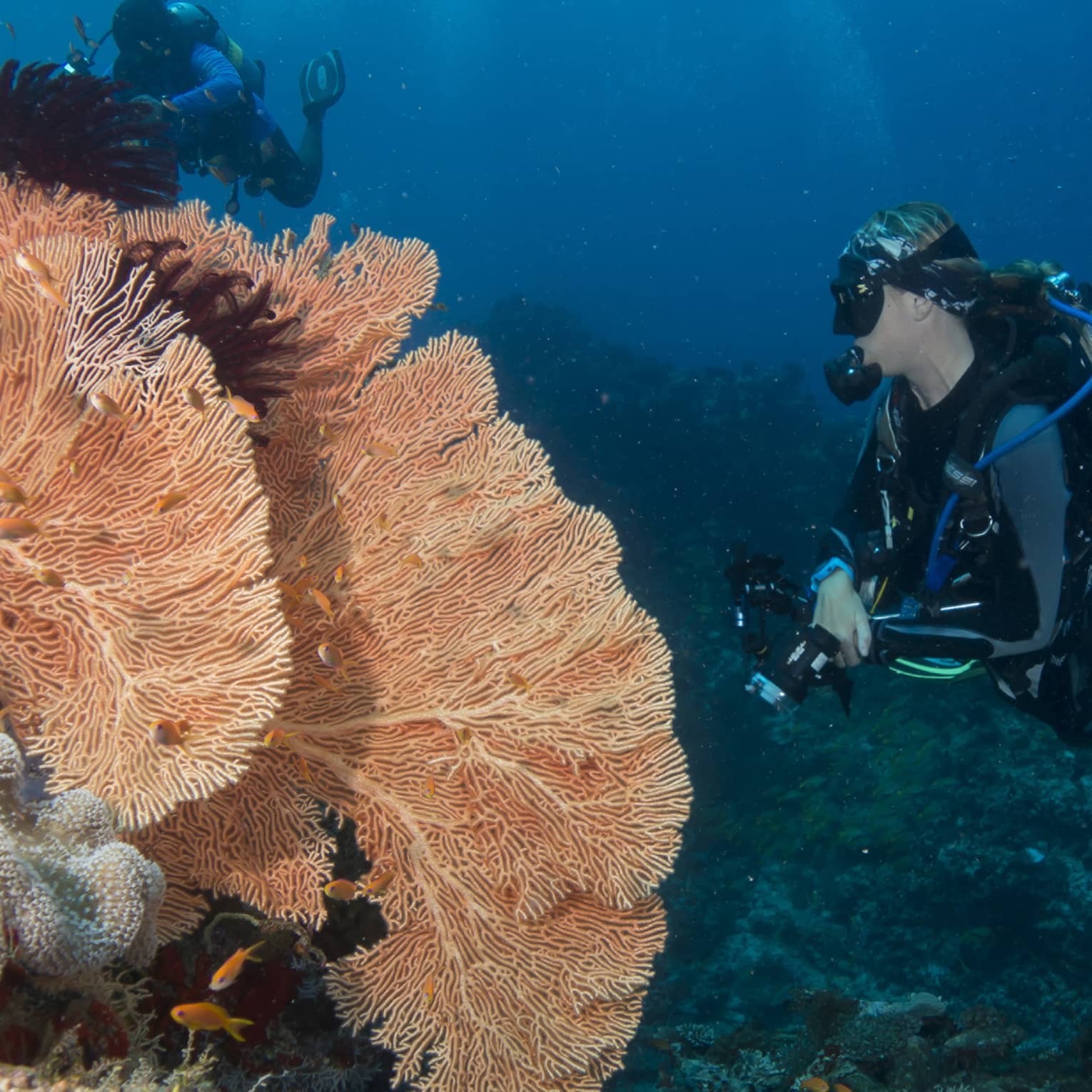 Two scuba divers observing the vibrant colourful coral reefs, with a school of small orange fish swimming away from them.