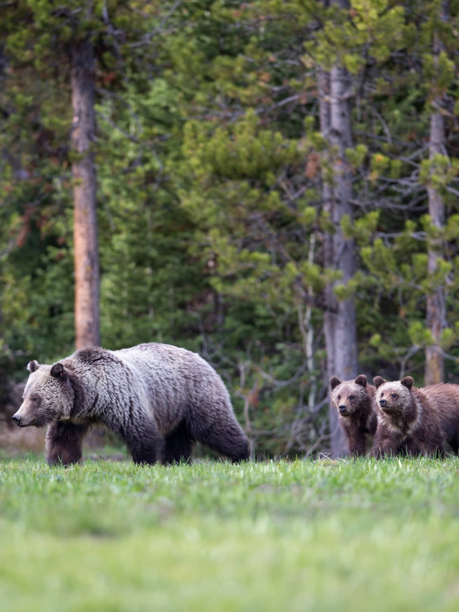A mother grizzly bear and her three cubs emerge from the treeline of a forest to walk across a grassy clearing.