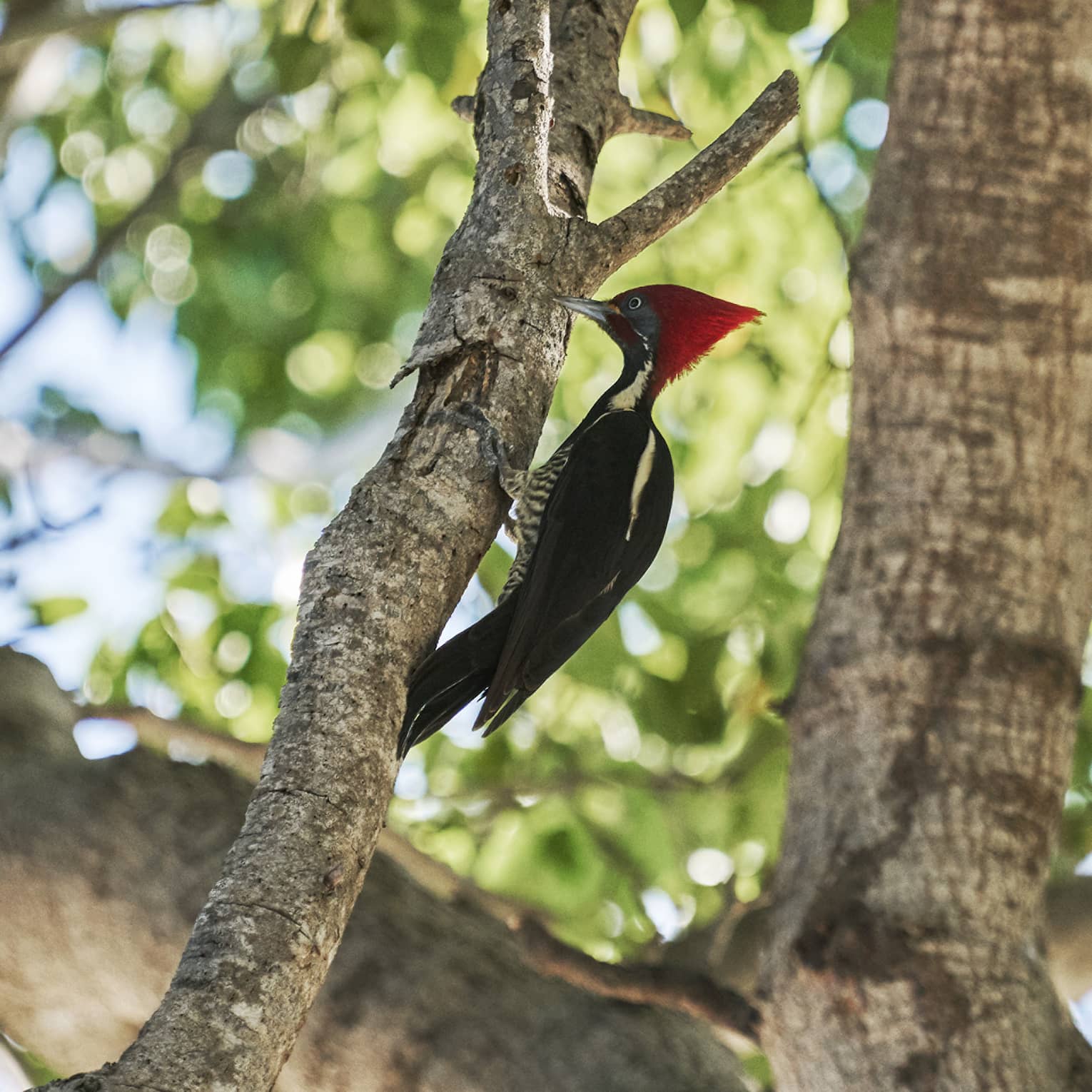 A lineated woodpecker, or carpenter bird, with a tall red crest and black and white feathers perched on a branch