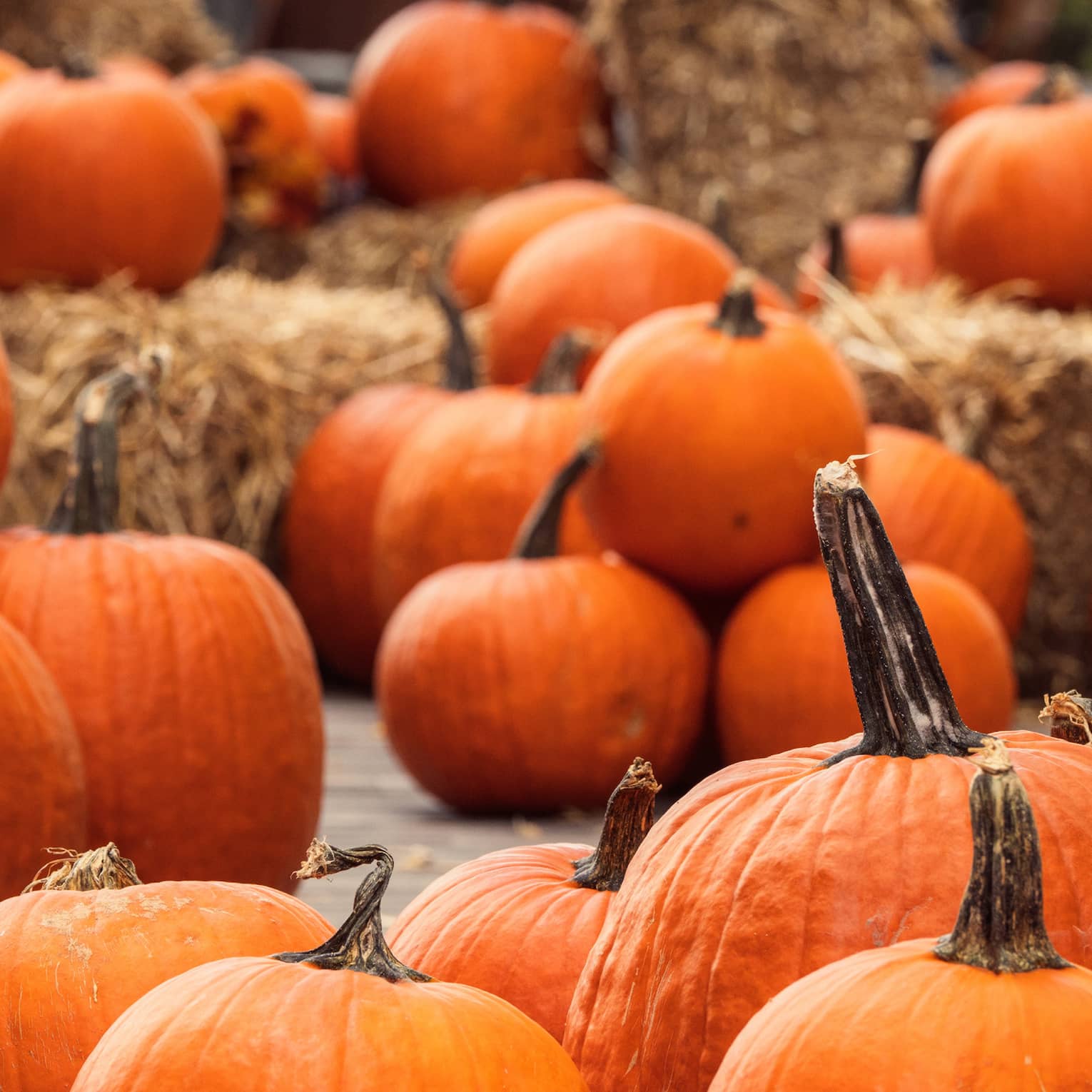 Pumpkins and hay