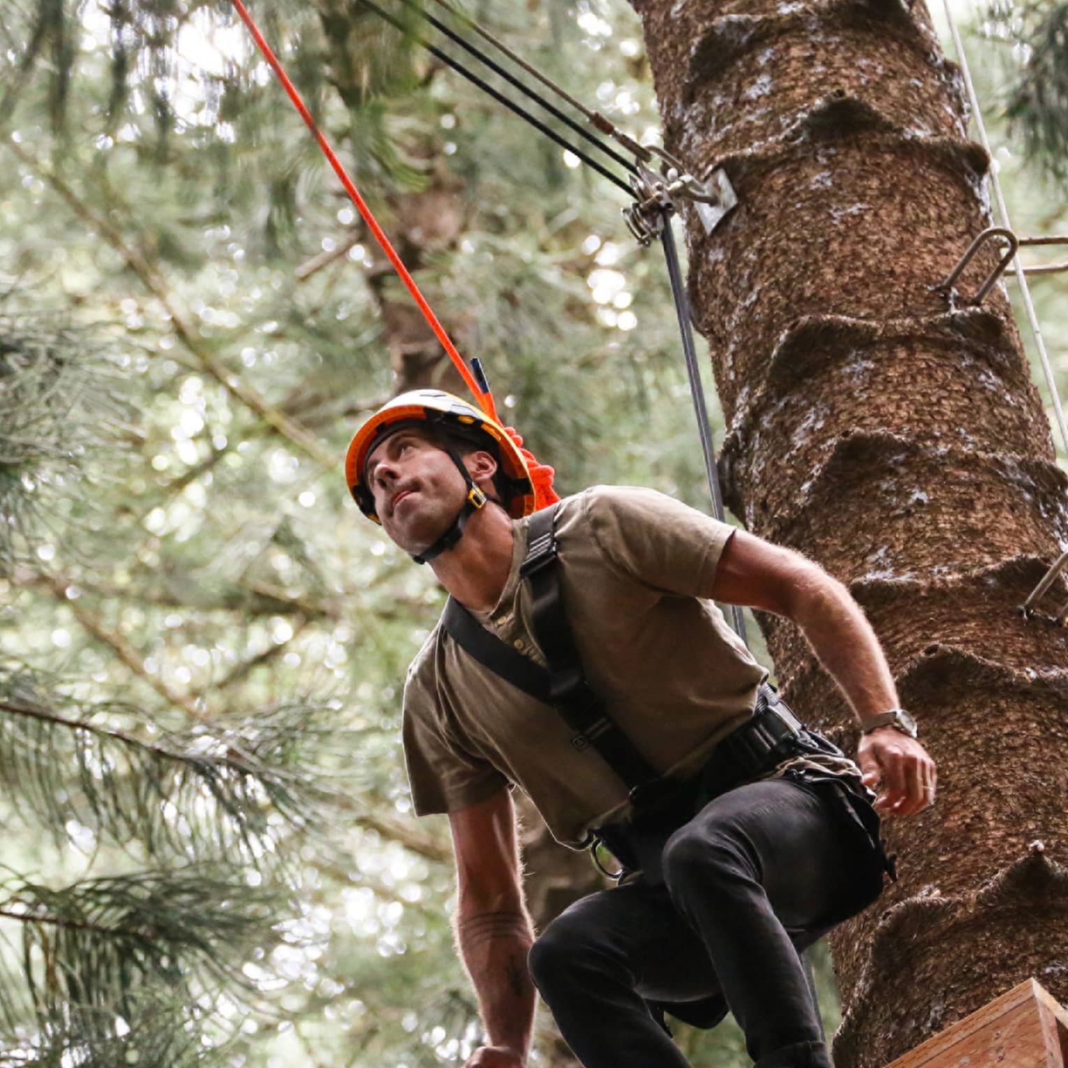 Man wearing harness and helmet prepares to leap from platform in tree