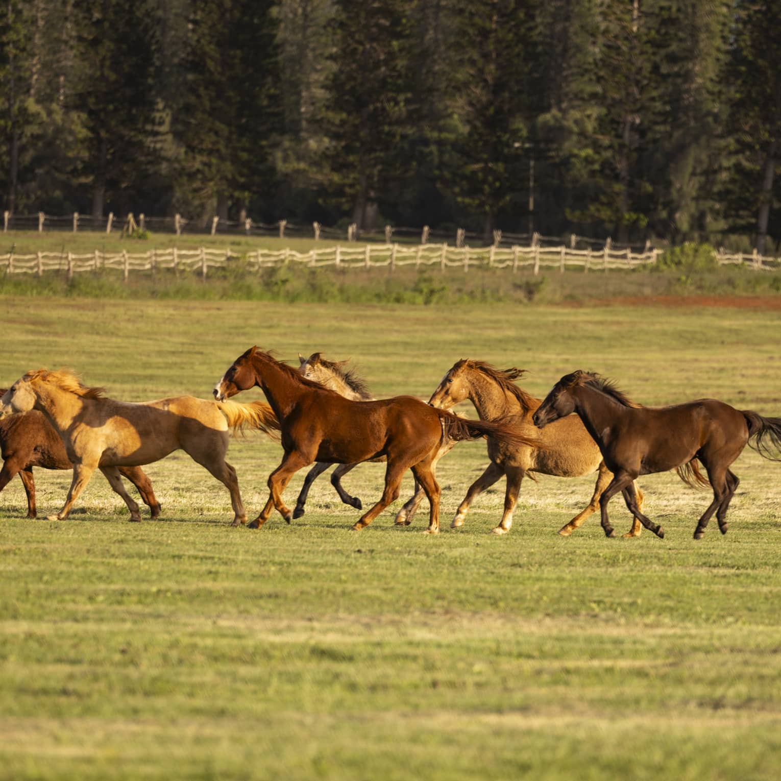 A group of horses run in open field, with forest in the background